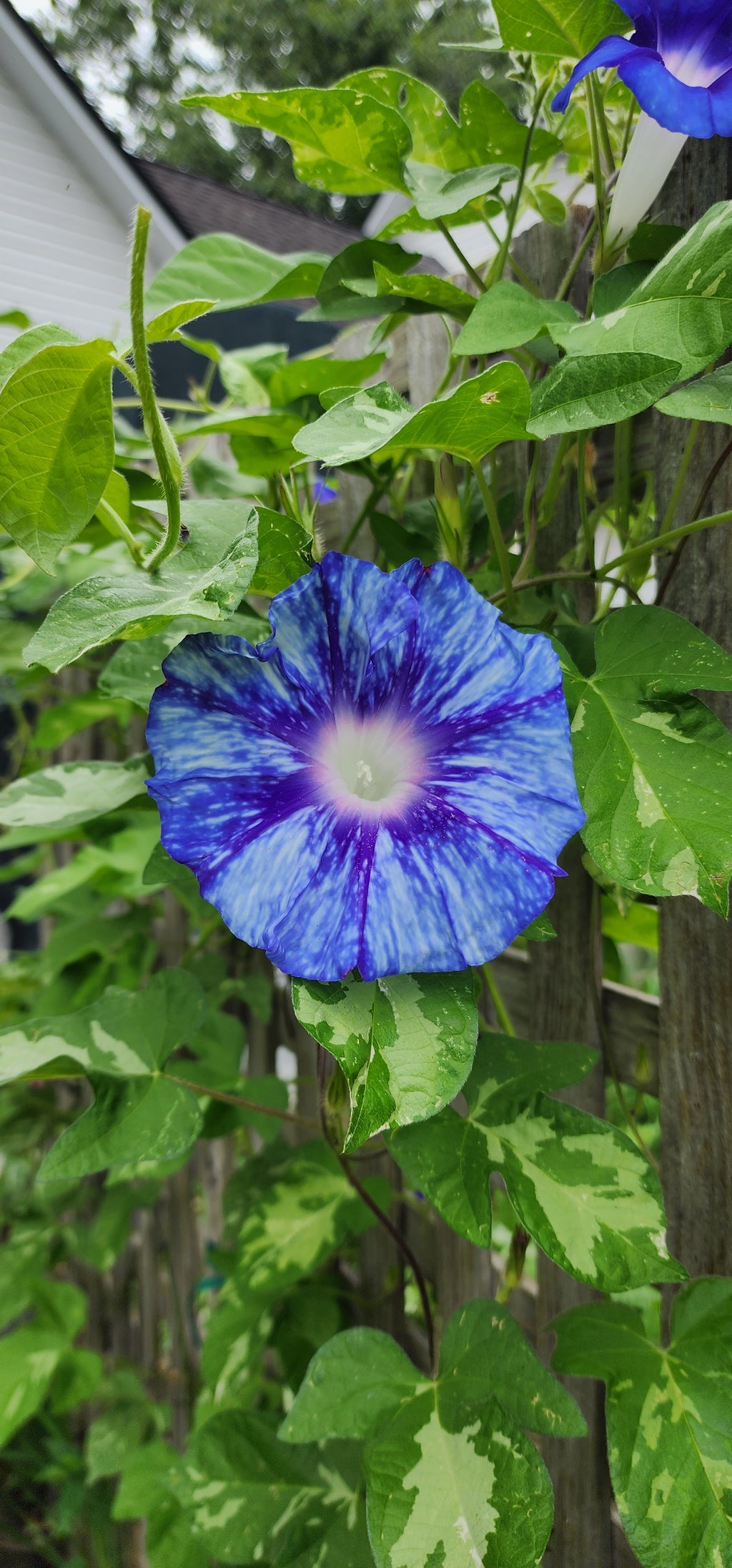 Morning Glory, Japanese "Stream of Kamo River" - Live Plant
