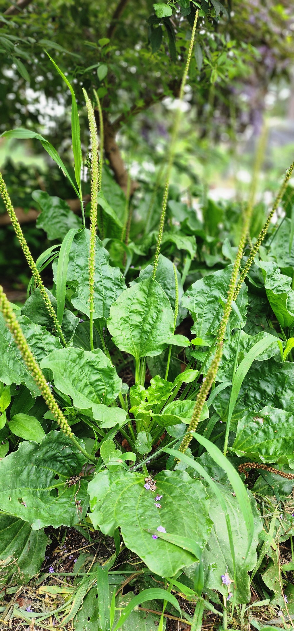 Plantain "Broad Leaf" - Live Plant
