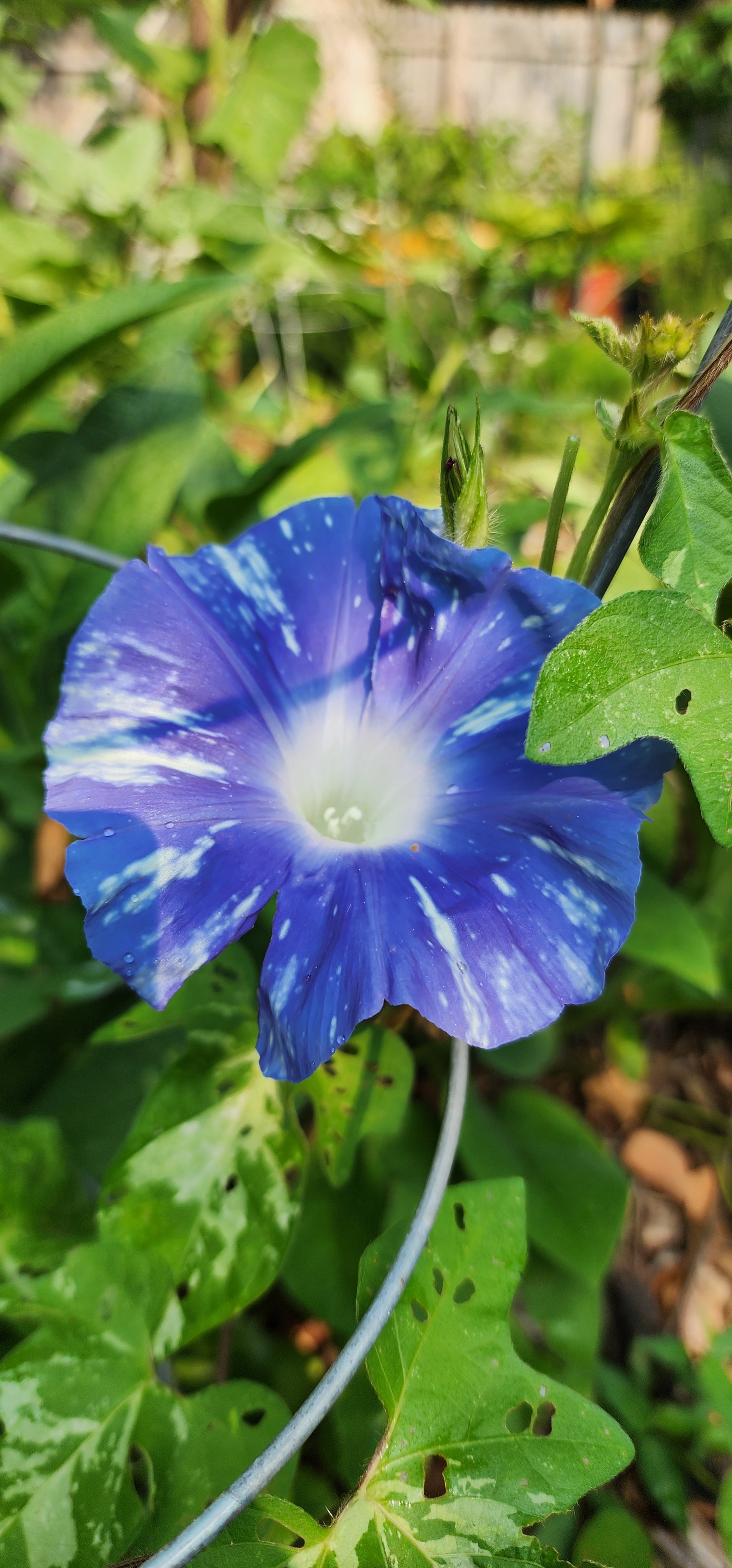 Morning Glory, Japanese "Aogakiyama" - Live Plant