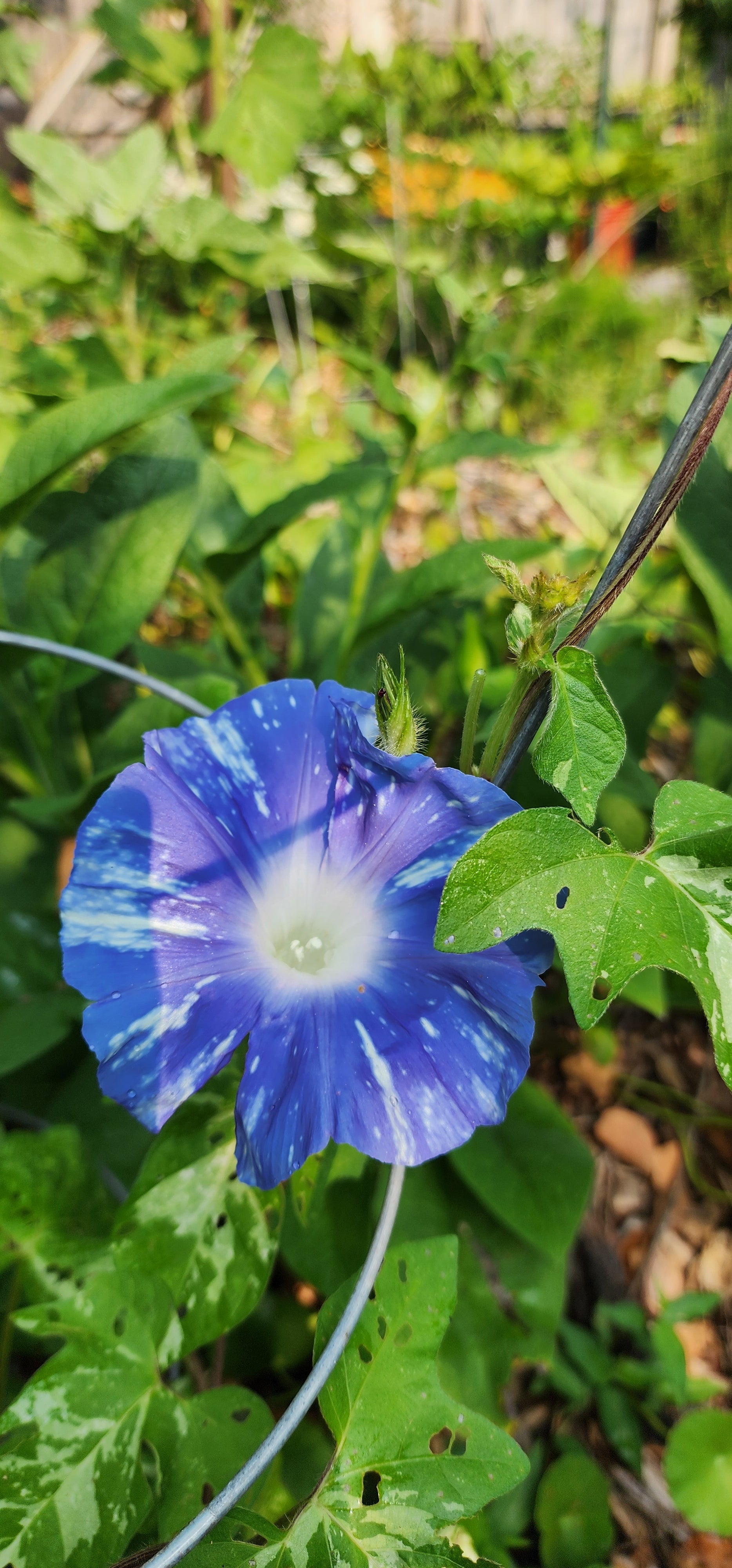 Morning Glory, Japanese "Aogakiyama" - Live Plant