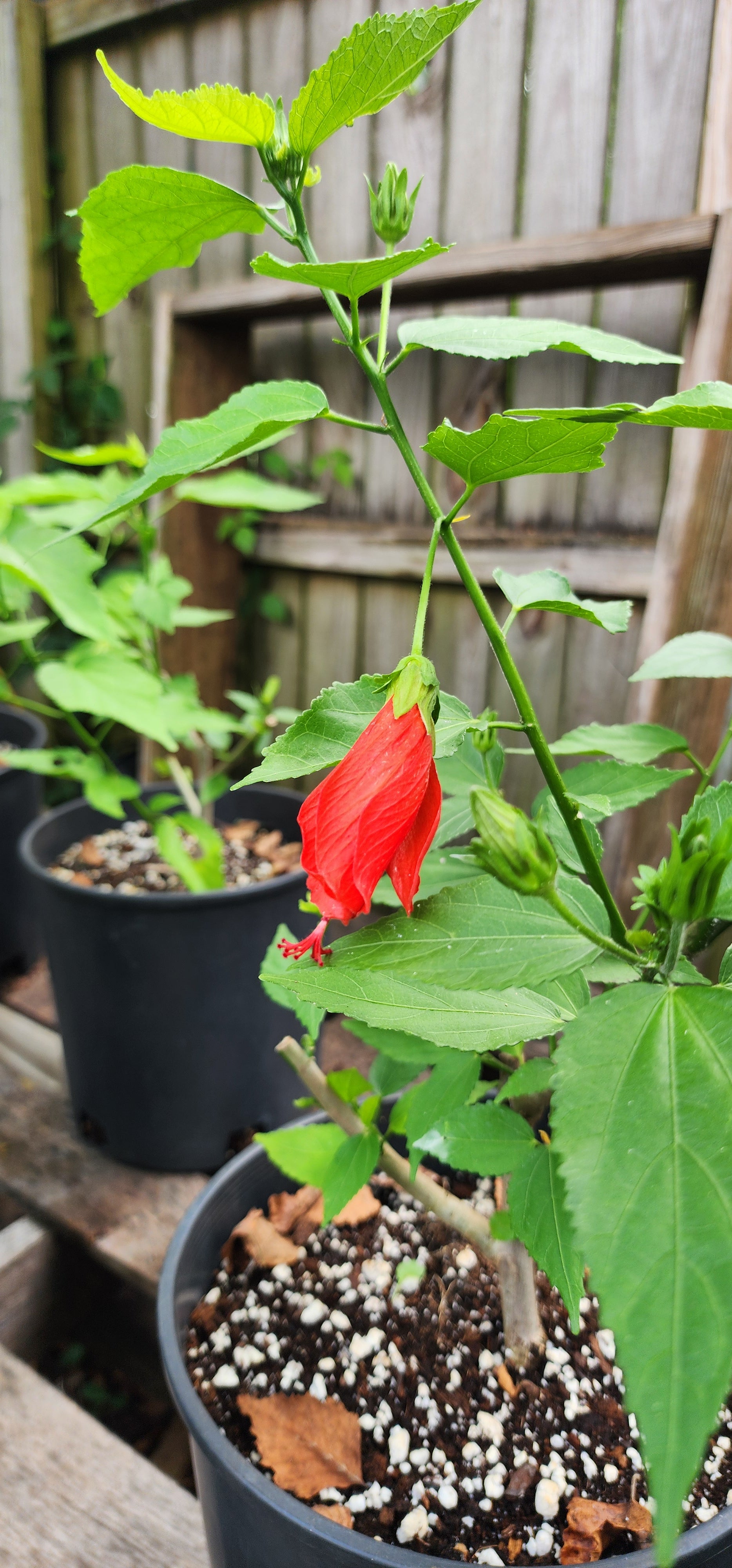 Turk's Cap Hibiscus "Big Mama" - Live Plant