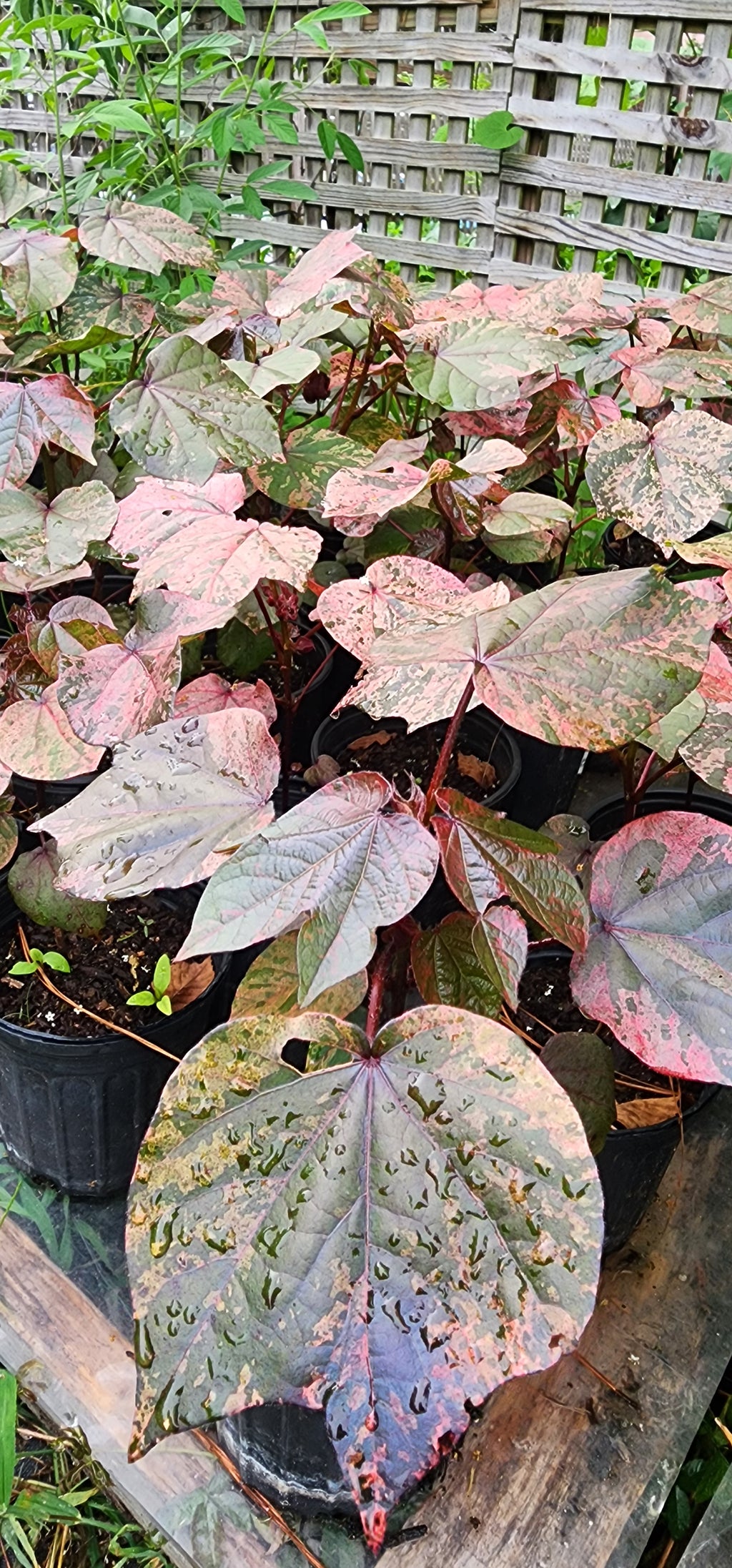 Cotton "Variegated Red" - Live Plant