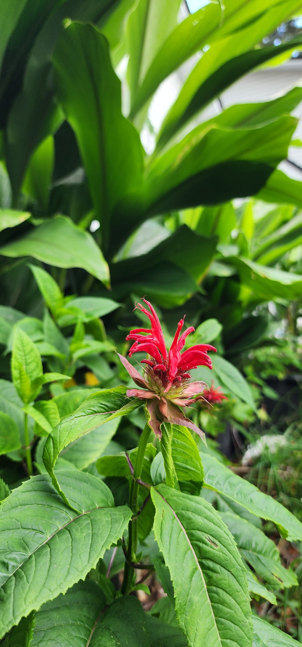 Bee Balm "Scarlet" - Live Plant