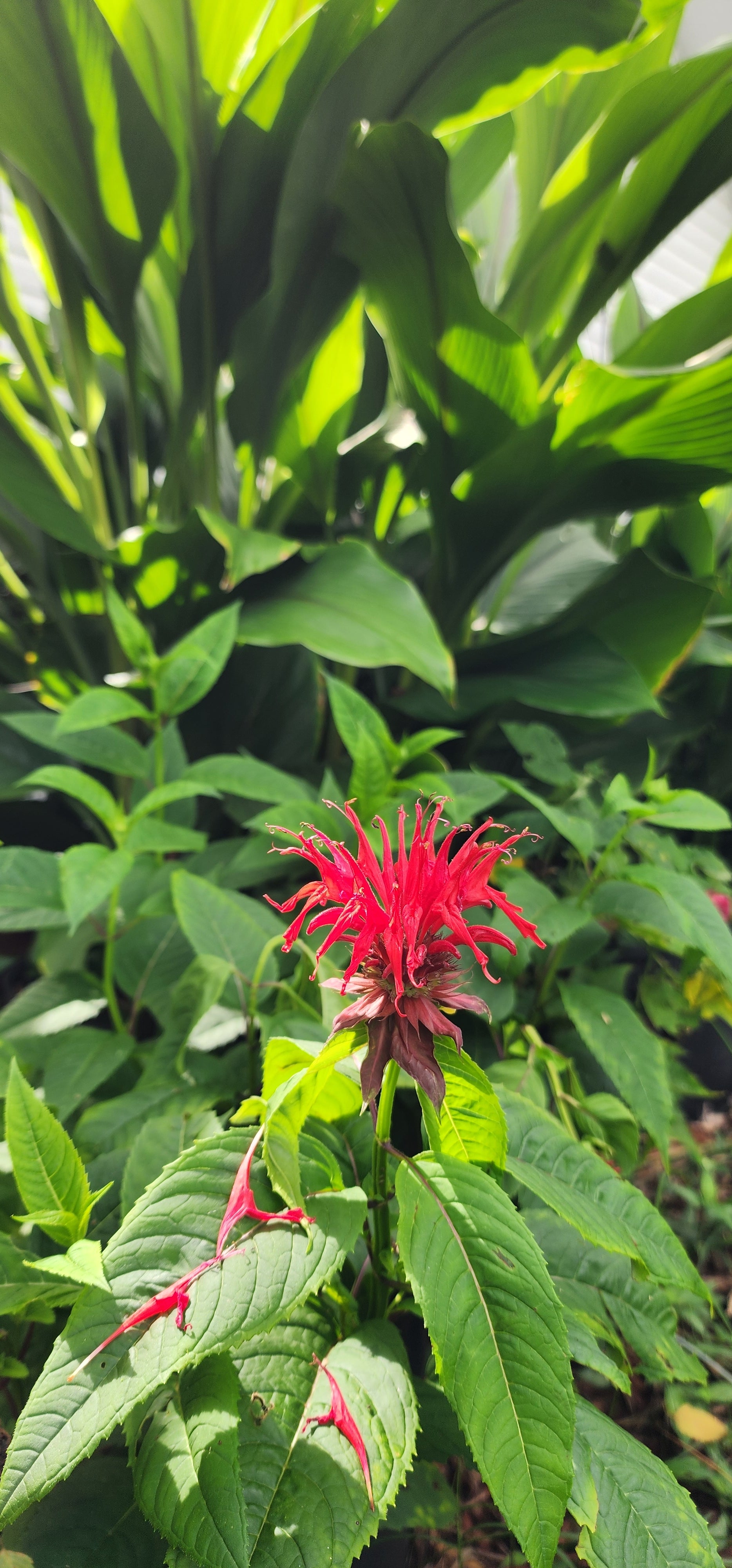 Bee Balm "Scarlet" - Live Plant