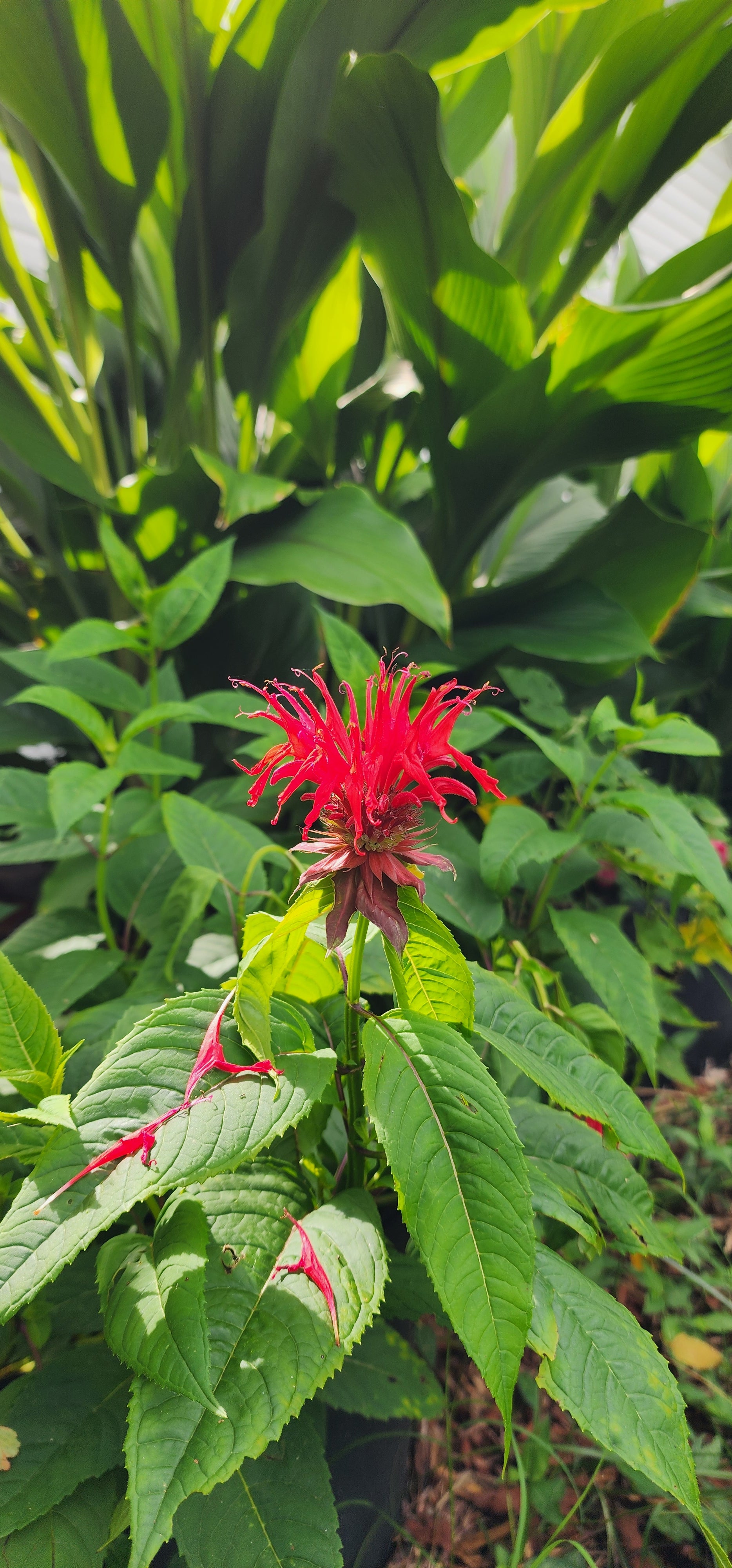 Bee Balm "Scarlet" - Live Plant