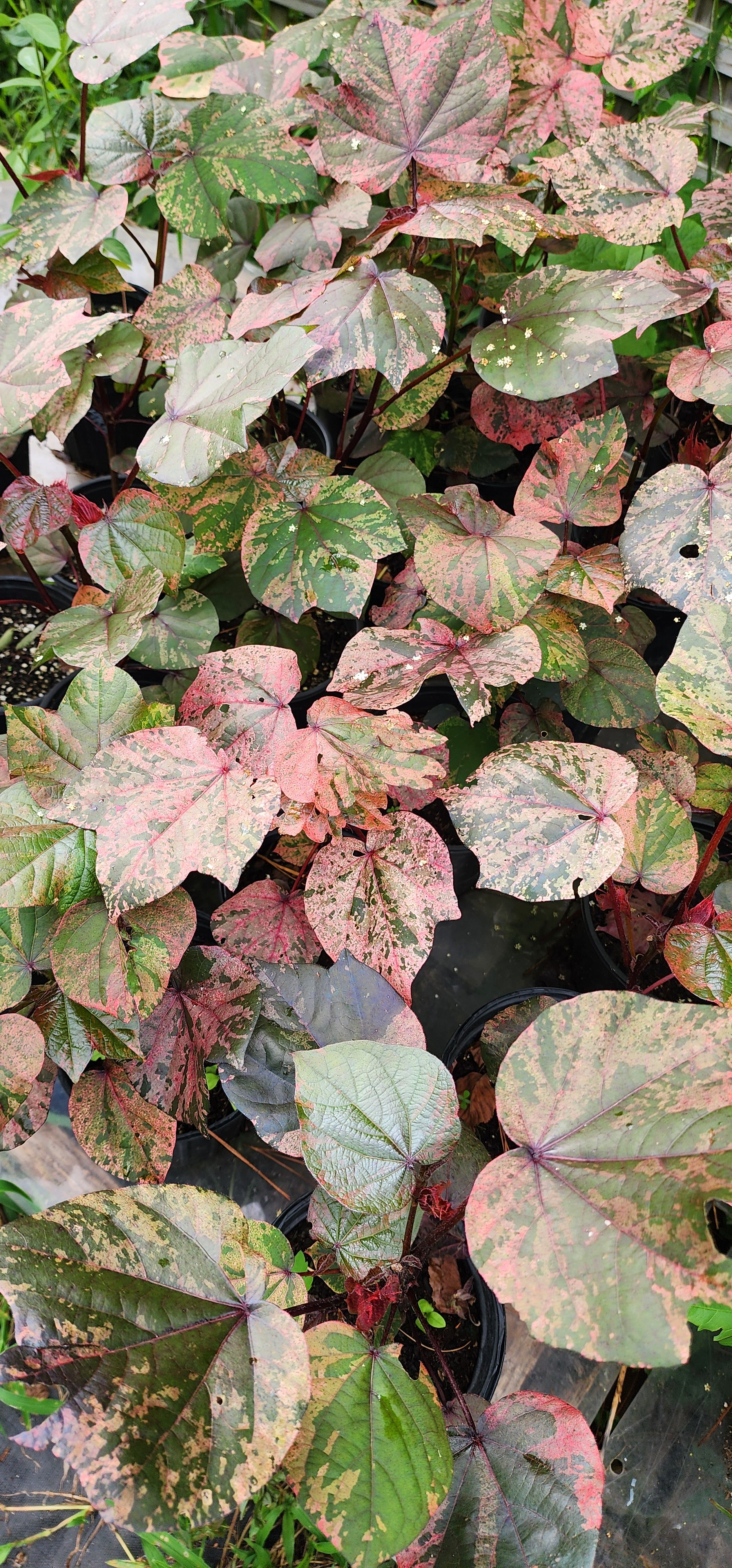 Cotton "Variegated Red" - Live Plant