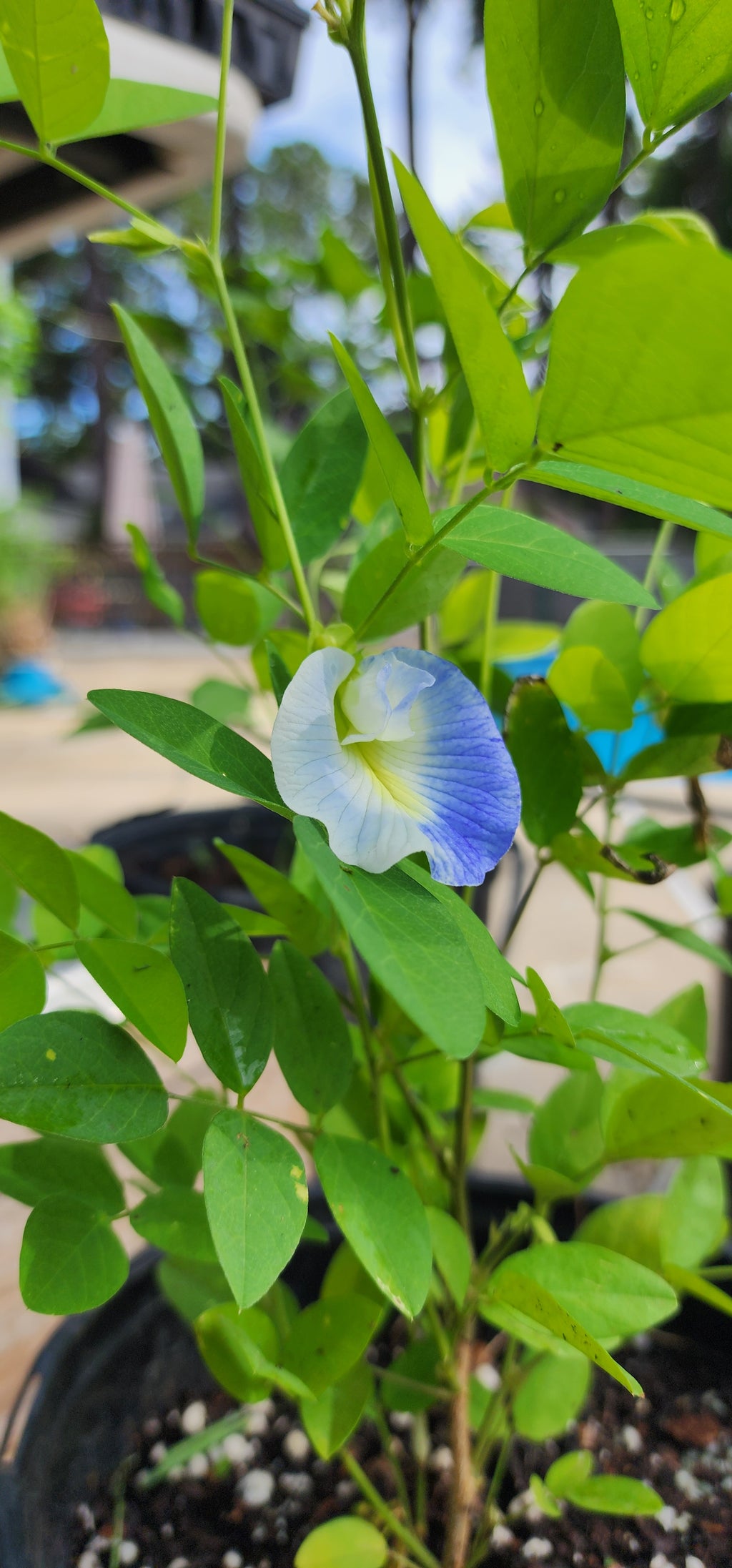 Butterfly Pea "Variegated" - Live Plant