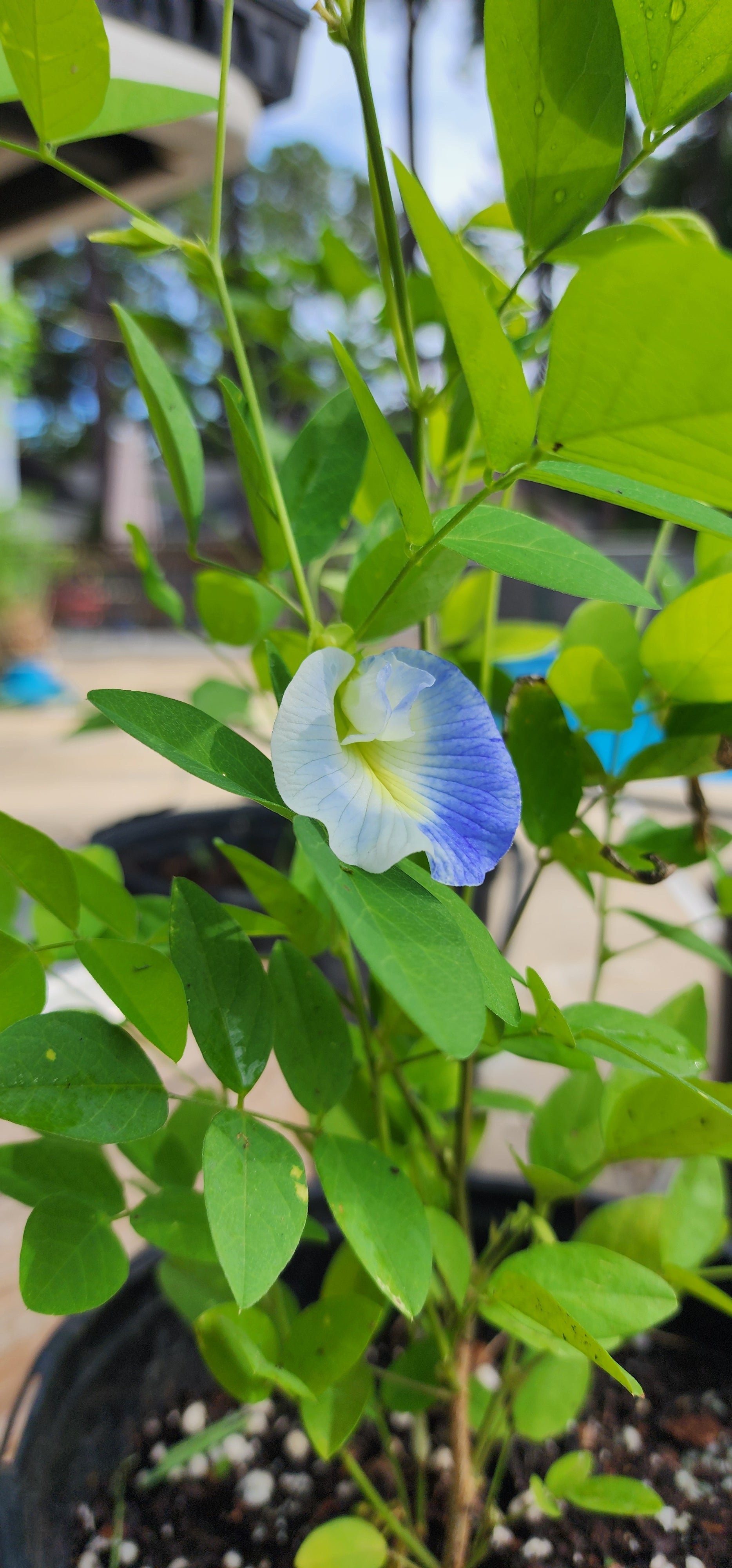 Butterfly Pea "Variegated" - Live Plant