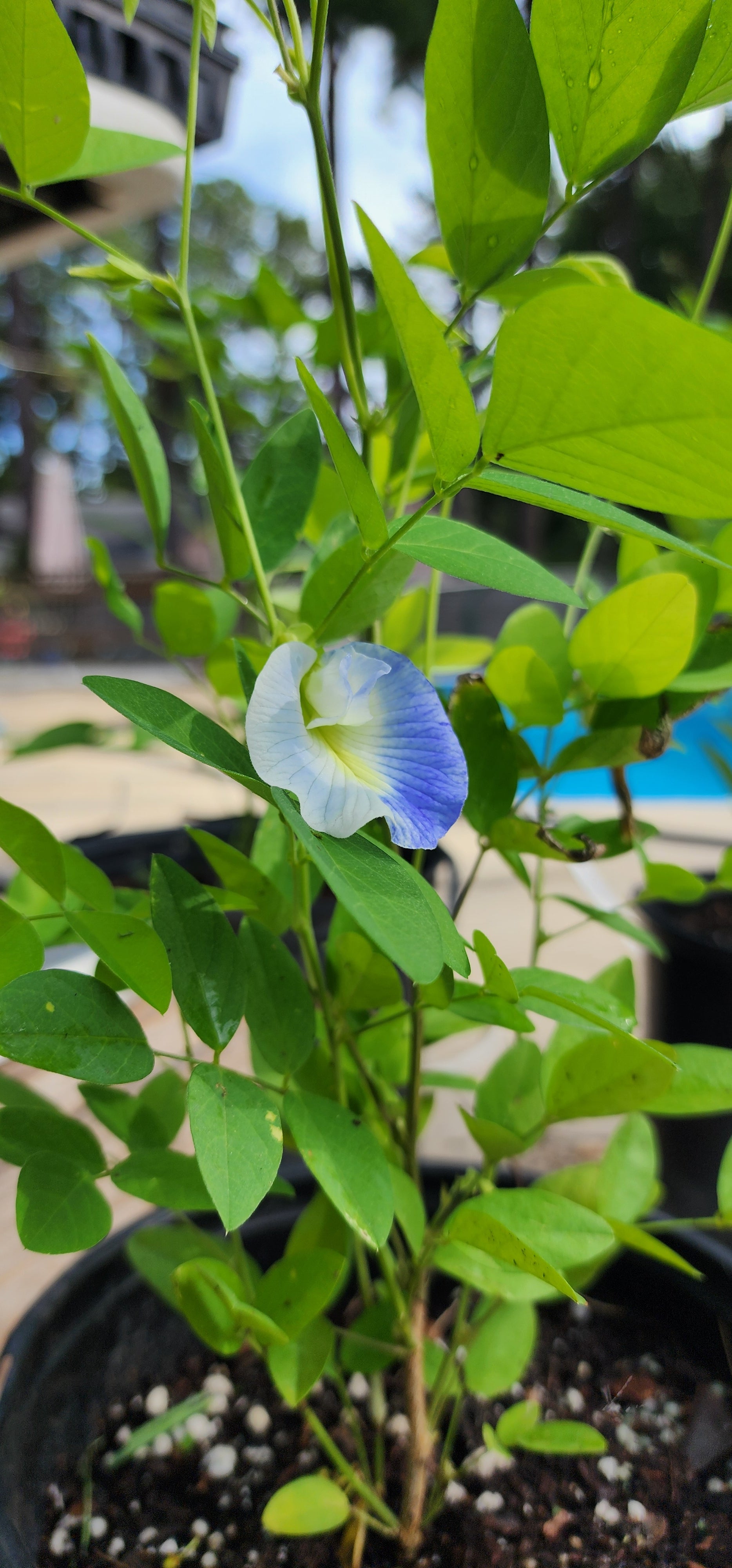 Butterfly Pea "Variegated" - Live Plant