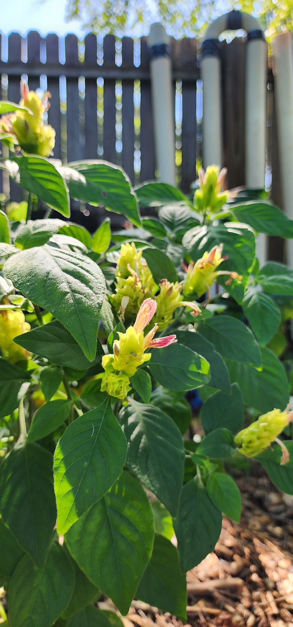 Shrimp Plant "Fruit Cocktail" - Live Plant
