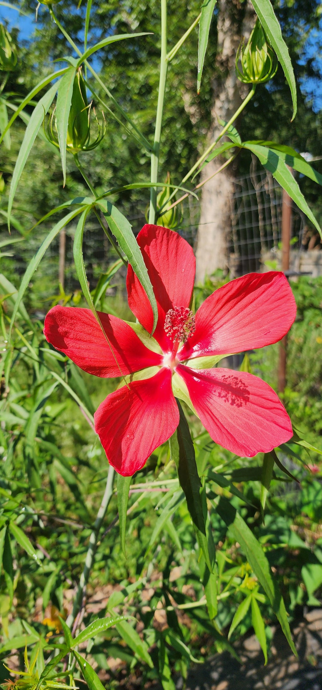 Hibiscus "Texas Star" - Live Plant