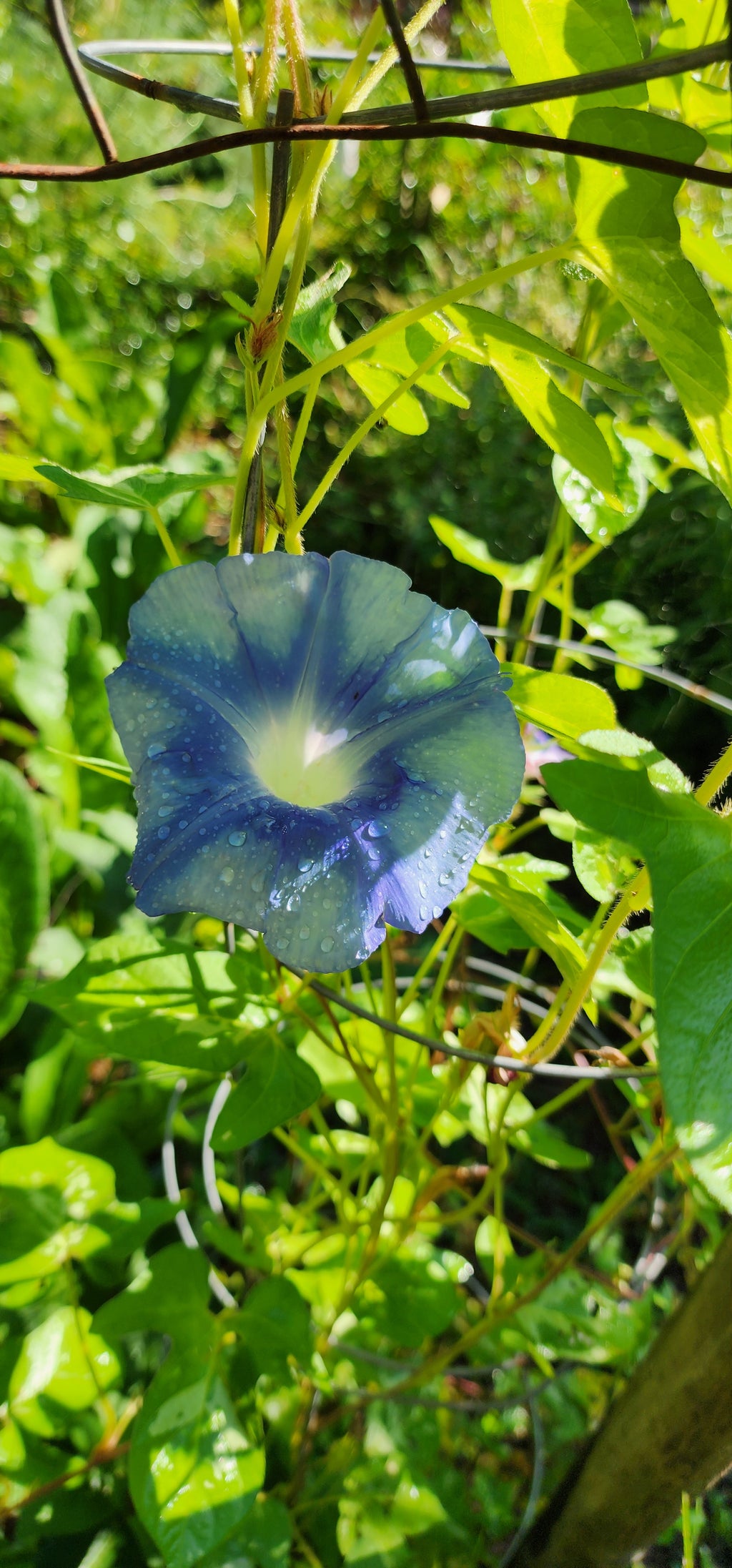 Morning Glory, Japanese "Aogakiyama" - Live Plant