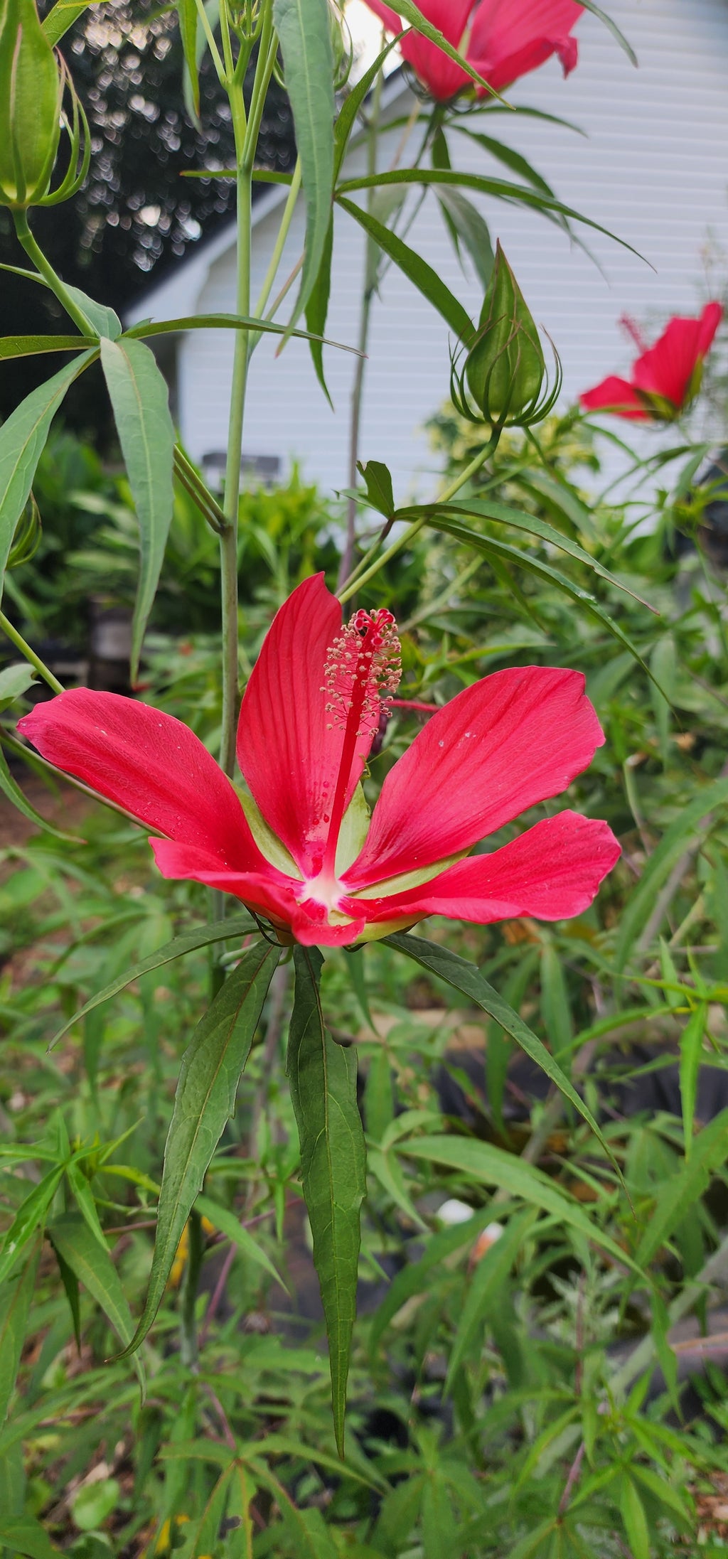 Hibiscus "Texas Star" - Live Plant