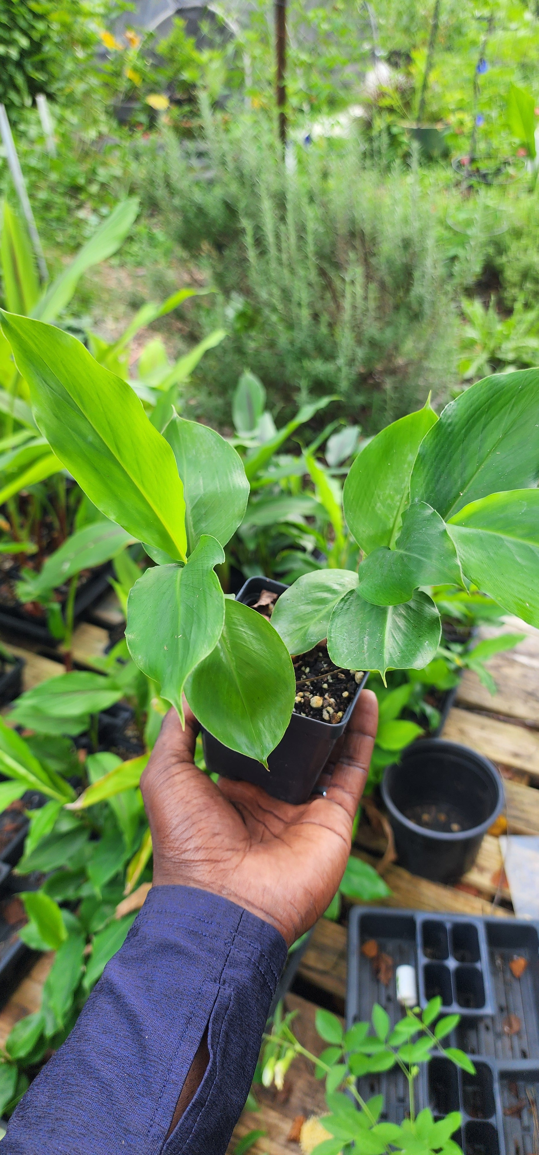 Cardamom "Green" - Live Plant