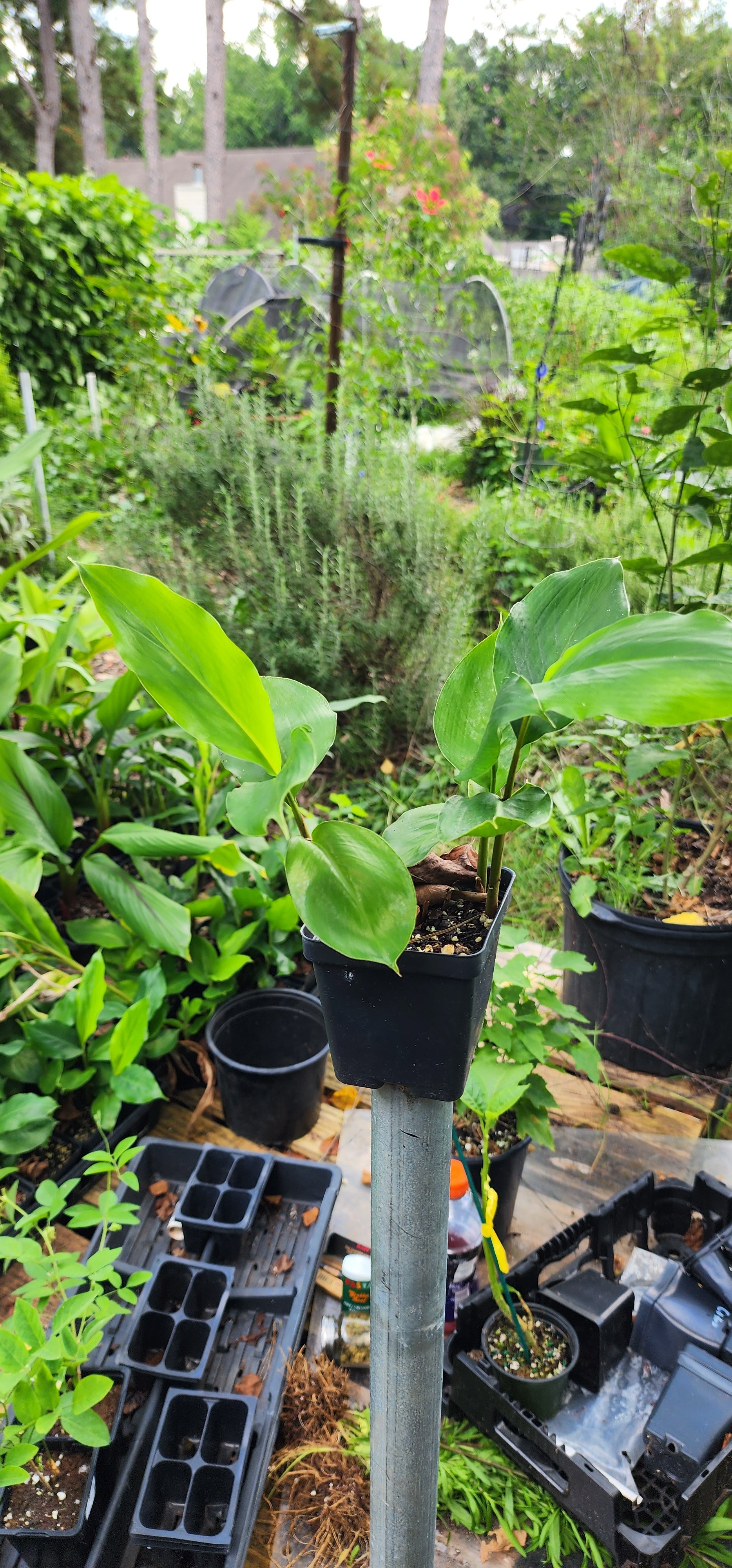 Cardamom "Green" - Live Plant
