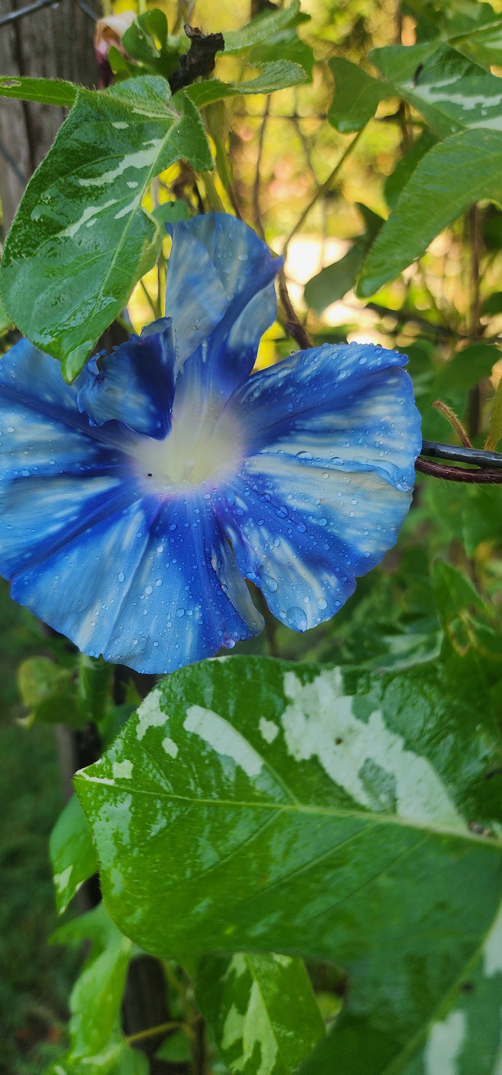 Morning Glory, Japanese "Aogakiyama" - Live Plant
