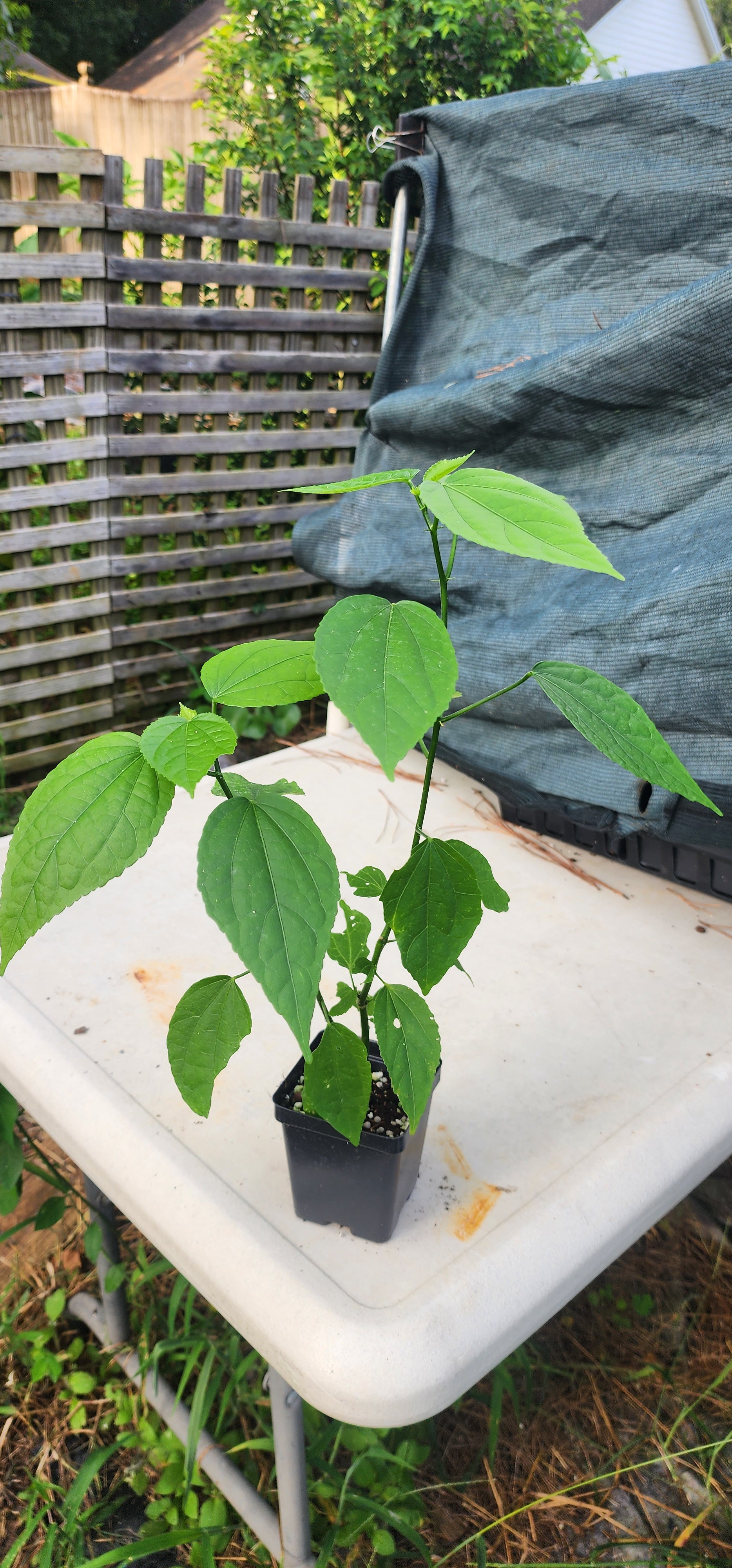 Turk's Cap Hibiscus "Big Mama" - Live Plant