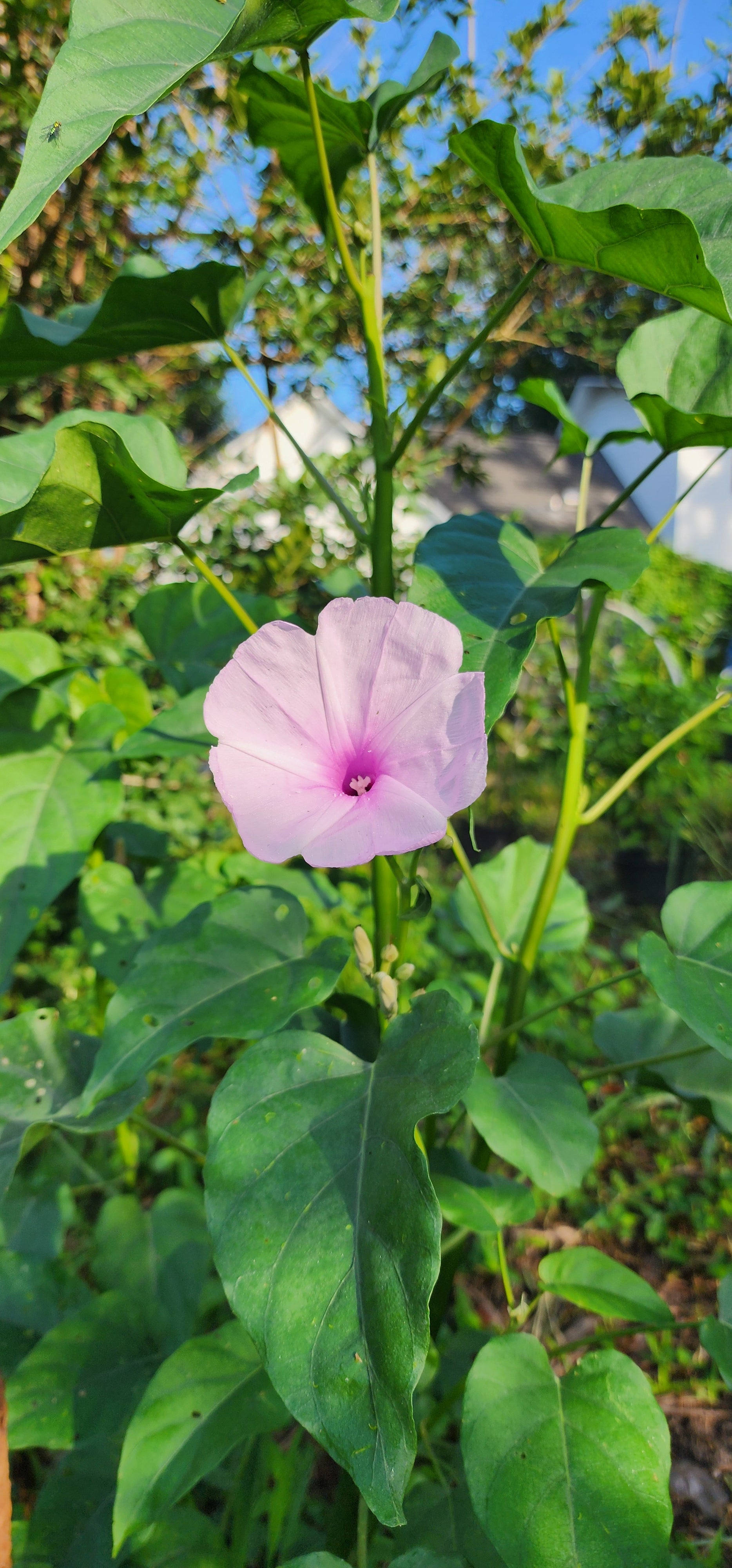 Morning Glory Bush "Lavender" - Live Plant