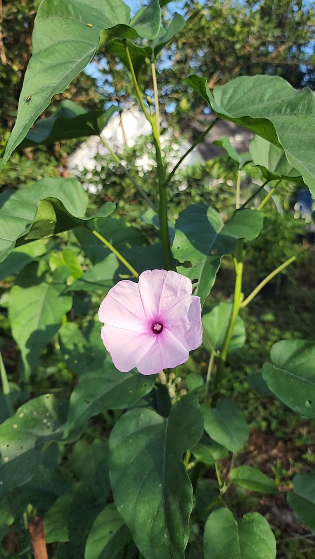Morning Glory Bush "Lavender" - Live Plant