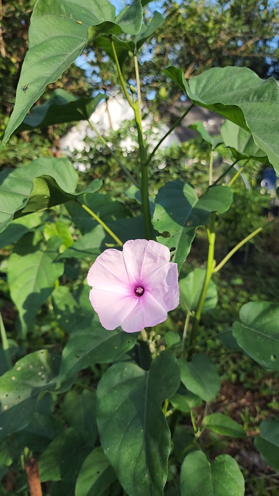 Morning Glory Bush "Lavender" - Live Plant