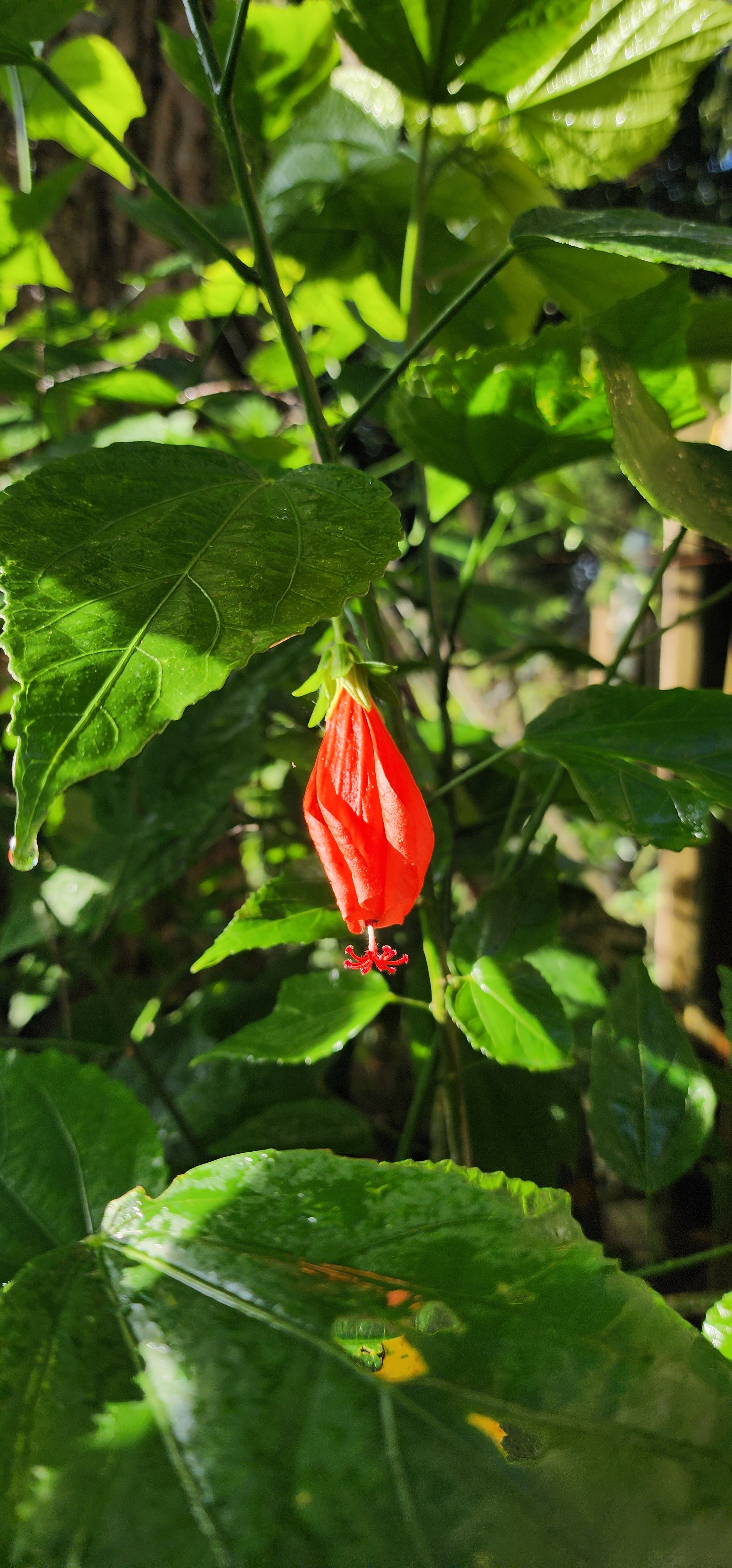 Turk's Cap Hibiscus "Big Mama" - Live Plant