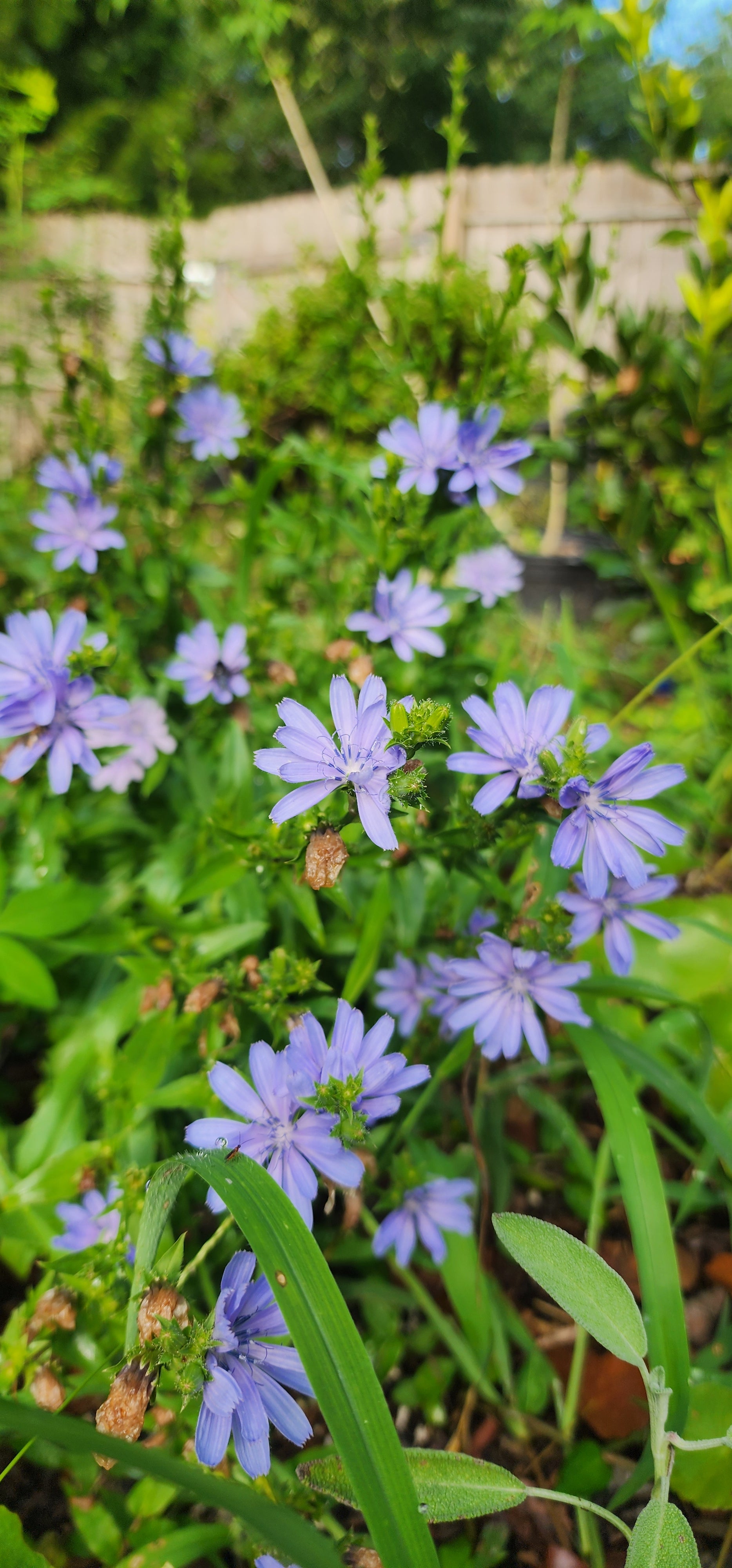 Chicory - Live Plant
