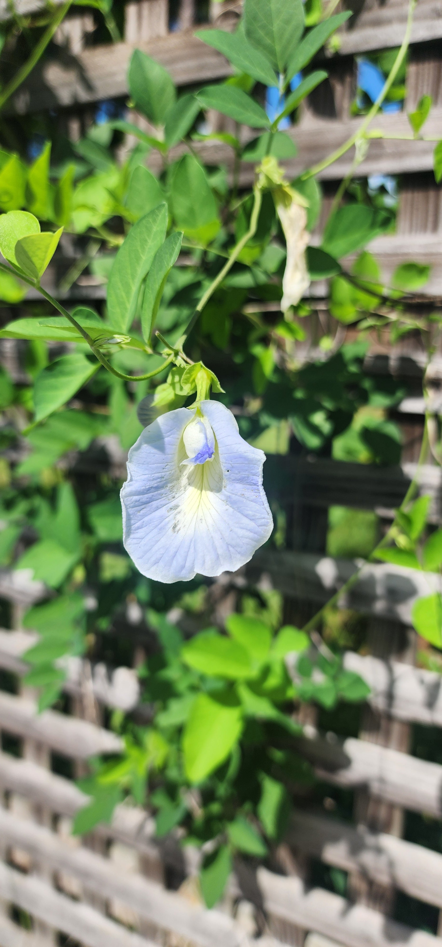 Butterfly Pea "Peak a Blue" - Live Plant