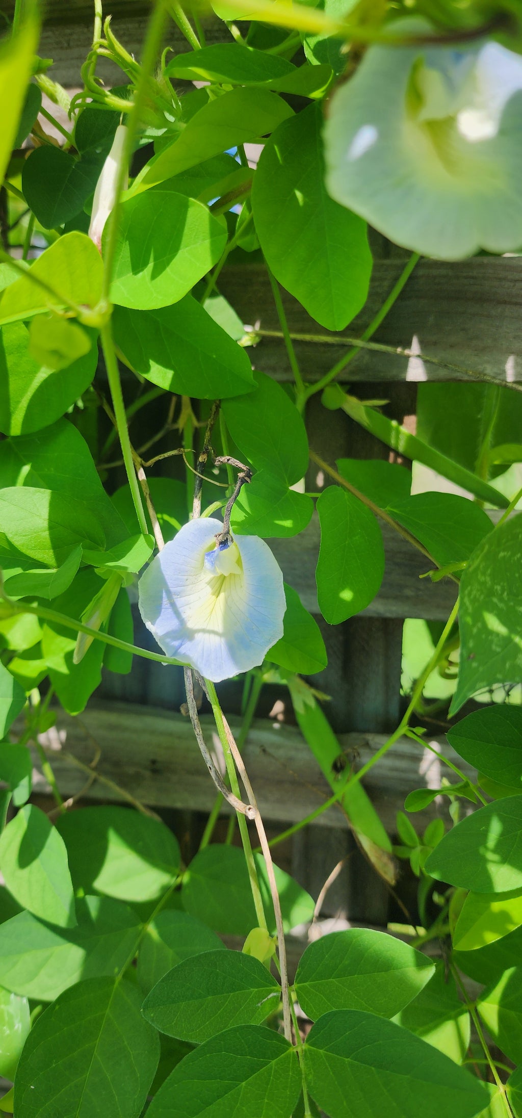 Butterfly Pea "Peak a Blue" - Live Plant