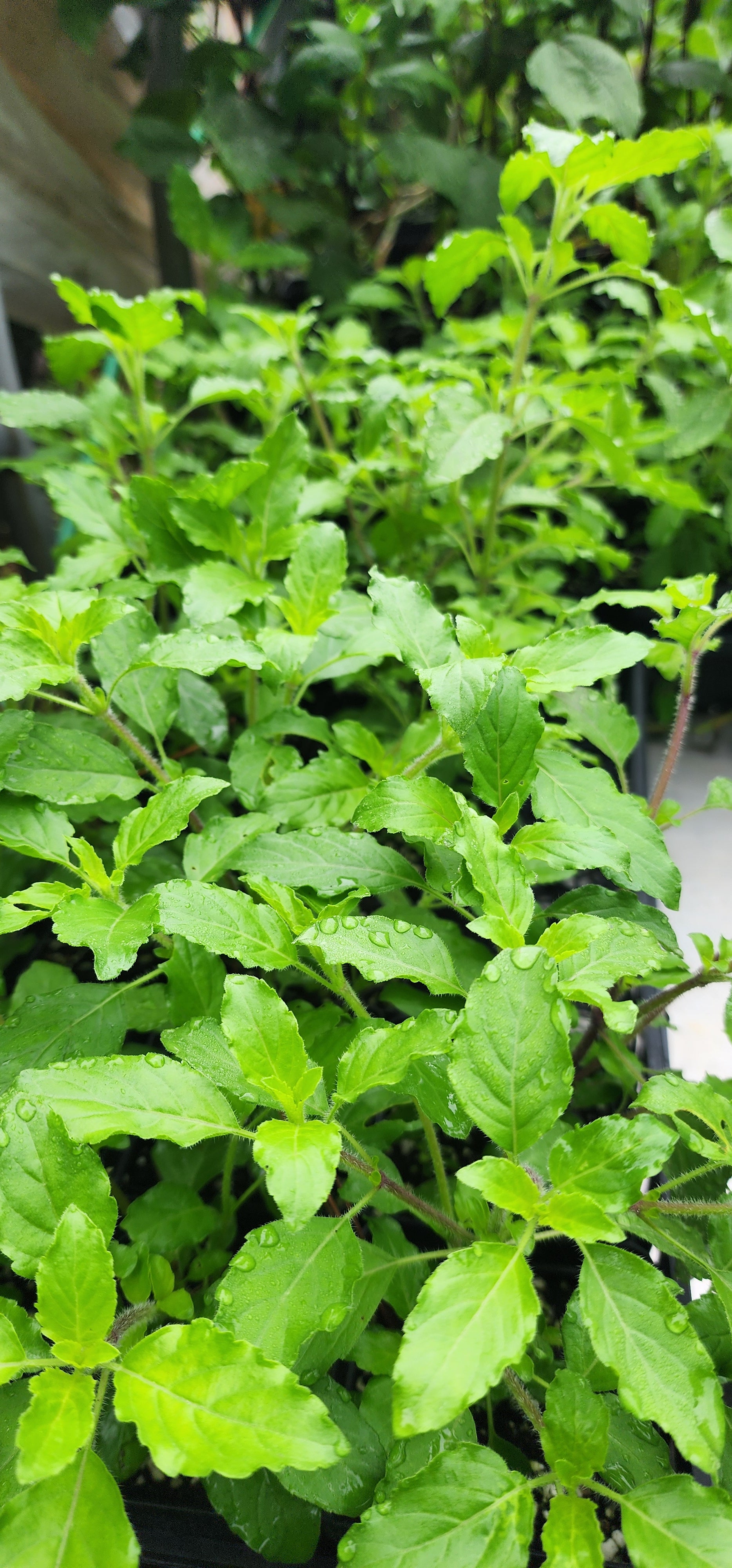 Tulsi "Rama" - Live Plant
