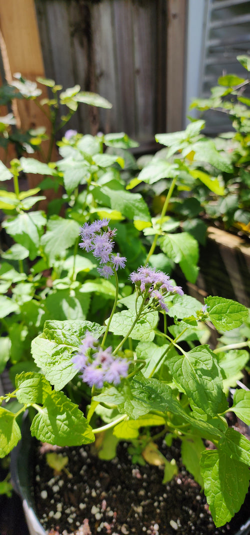 Ageratum "Wild" - Live Plant