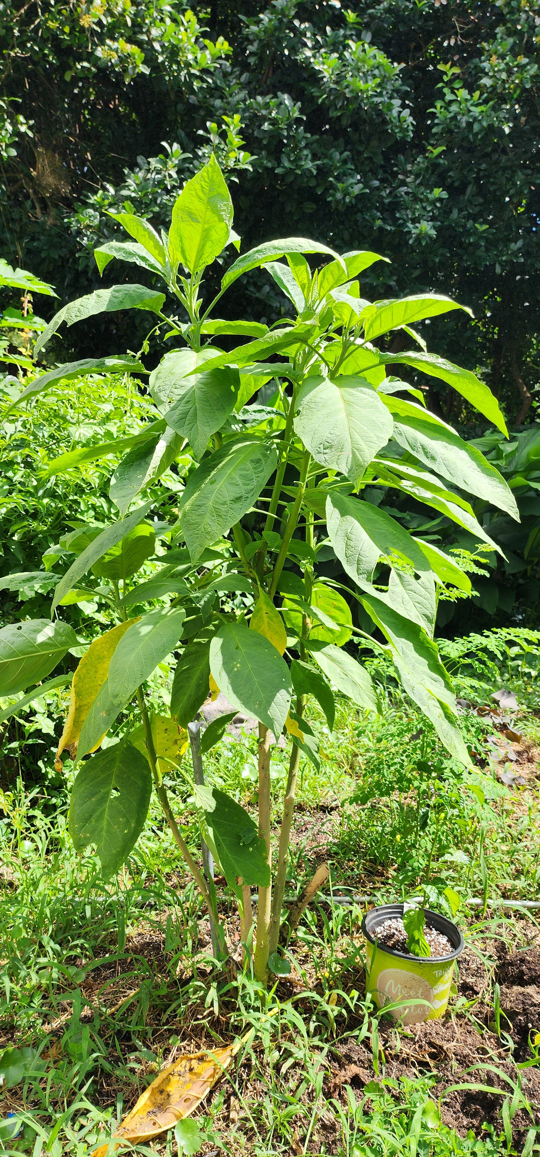 Angel's Trumpet "Giant White" - Live Plant