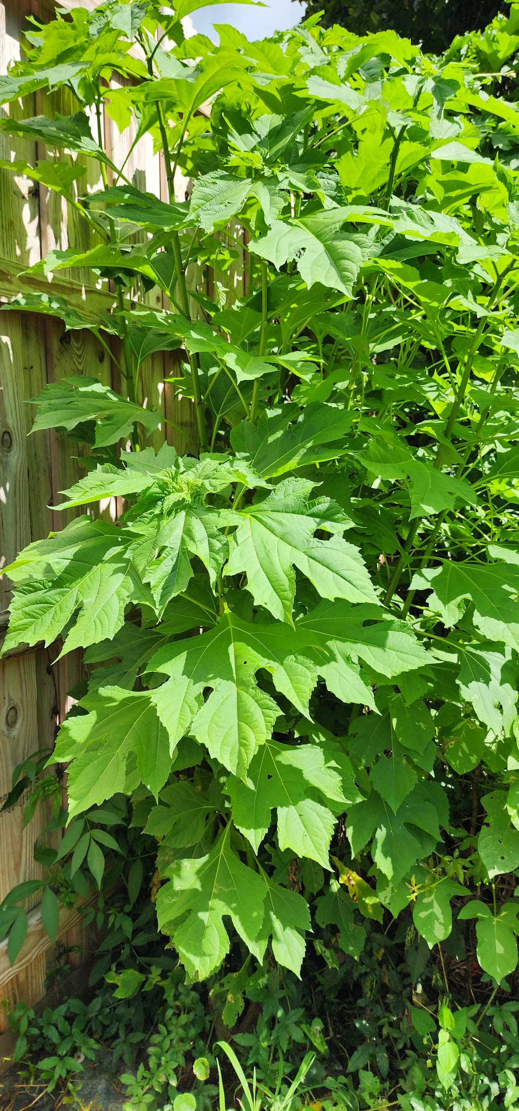 Mexican Sunflower "Tree" - Live Plant