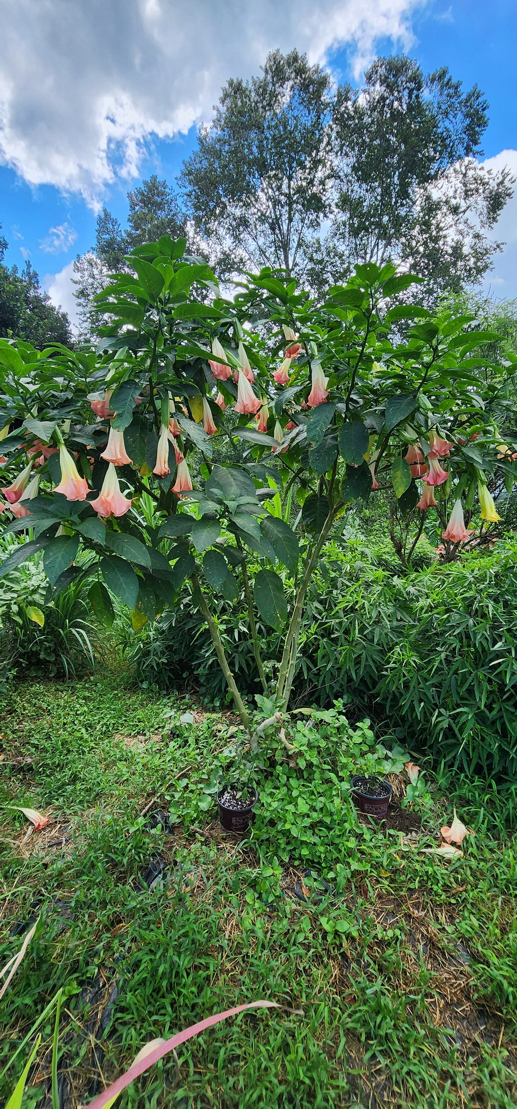 Angel's Trumpet "Strawberry Cream" - Live Plant