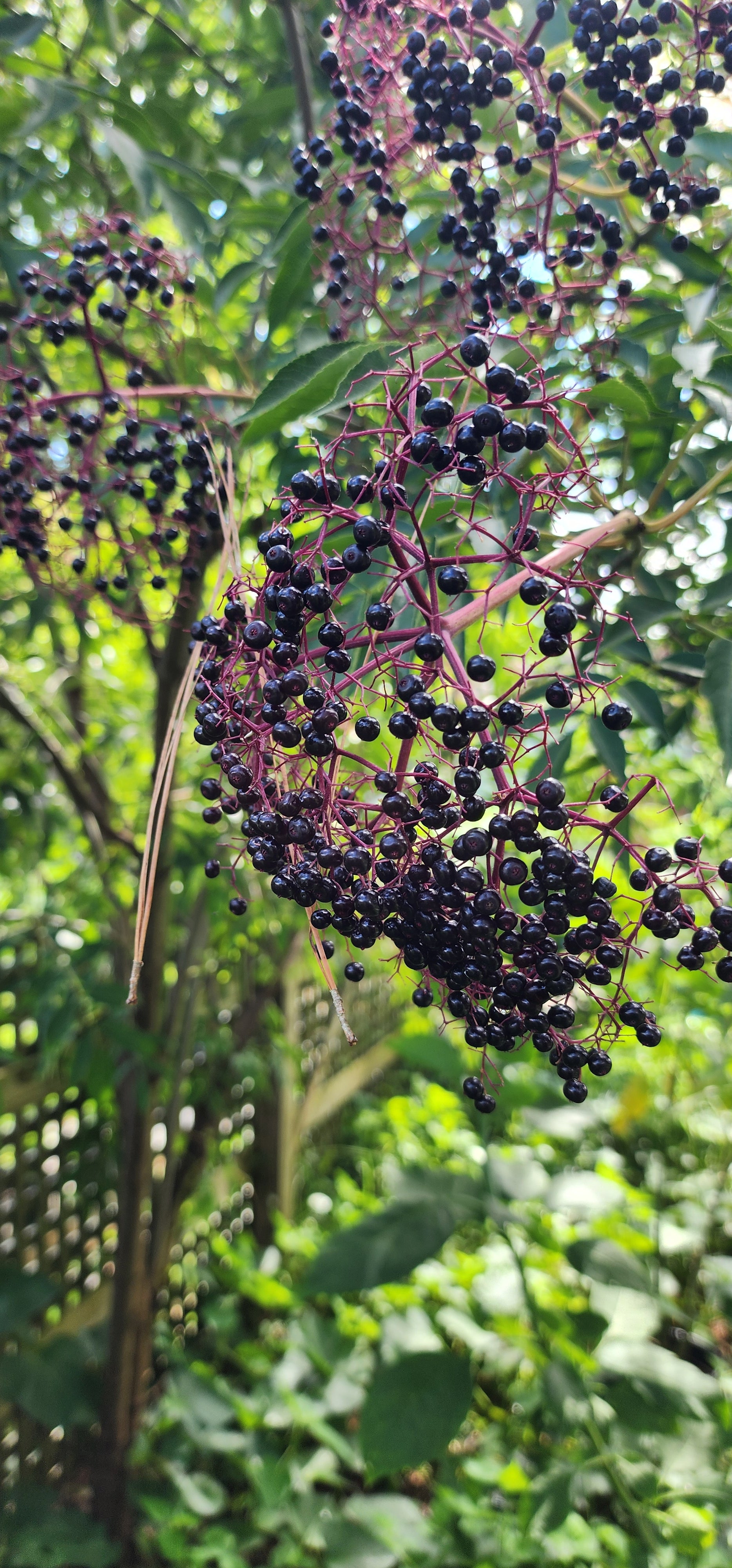 Elderberry "Bob Gordon" - Live Plant