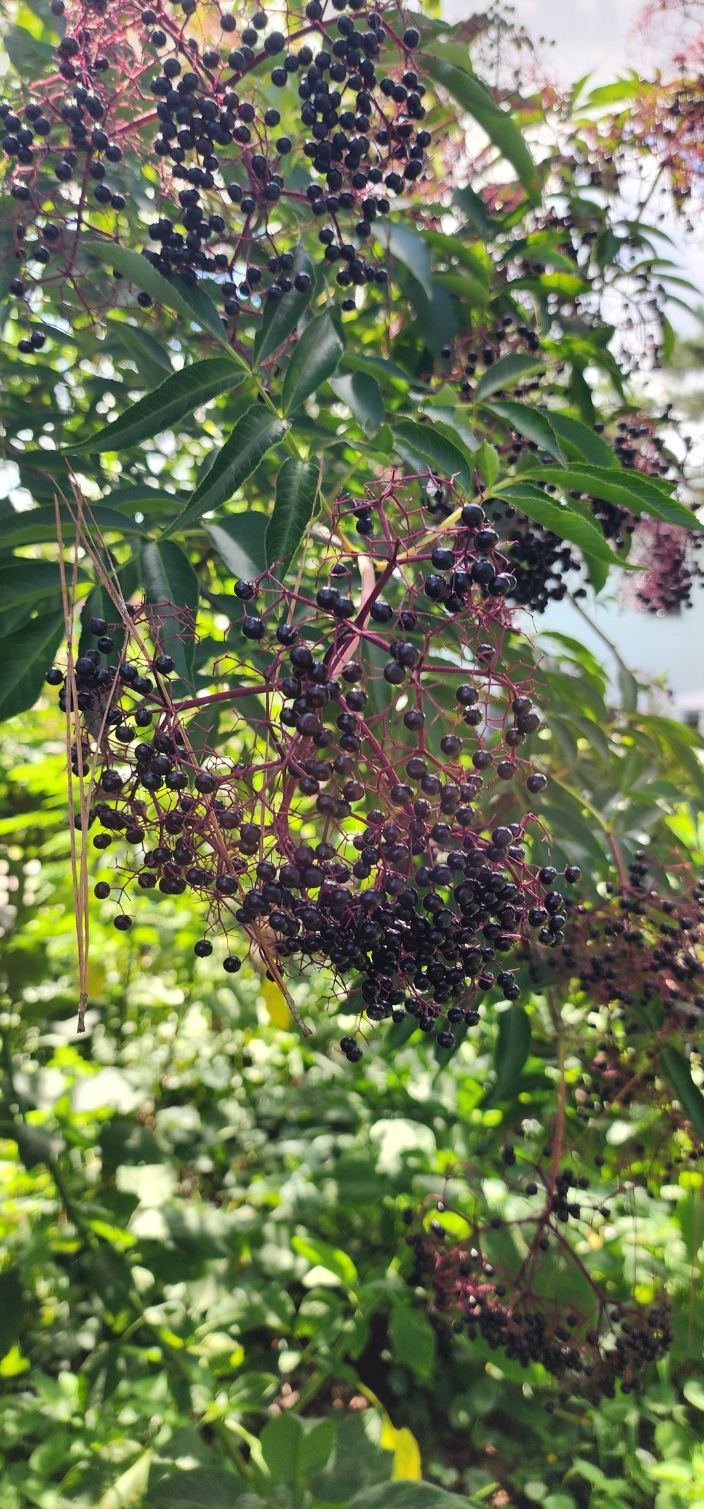 Elderberry "Bob Gordon" - Live Plant