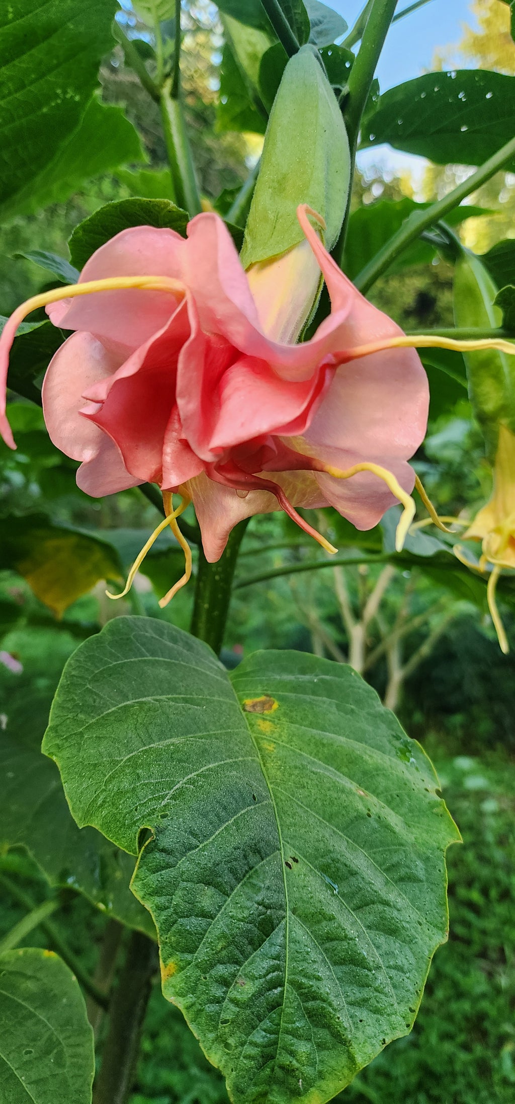 Angel's Trumpet "Mitzy's Kiss" - Live Plant