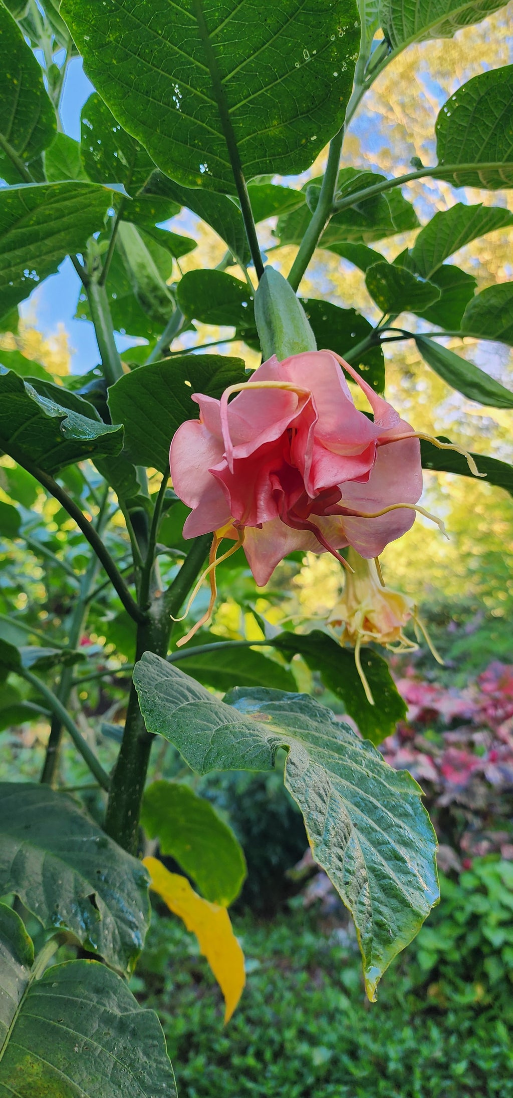Angel's Trumpet "Mitzy's Kiss" - Live Plant
