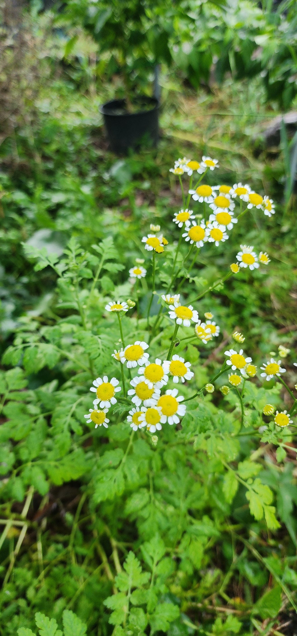 Feverfew - Live Plant