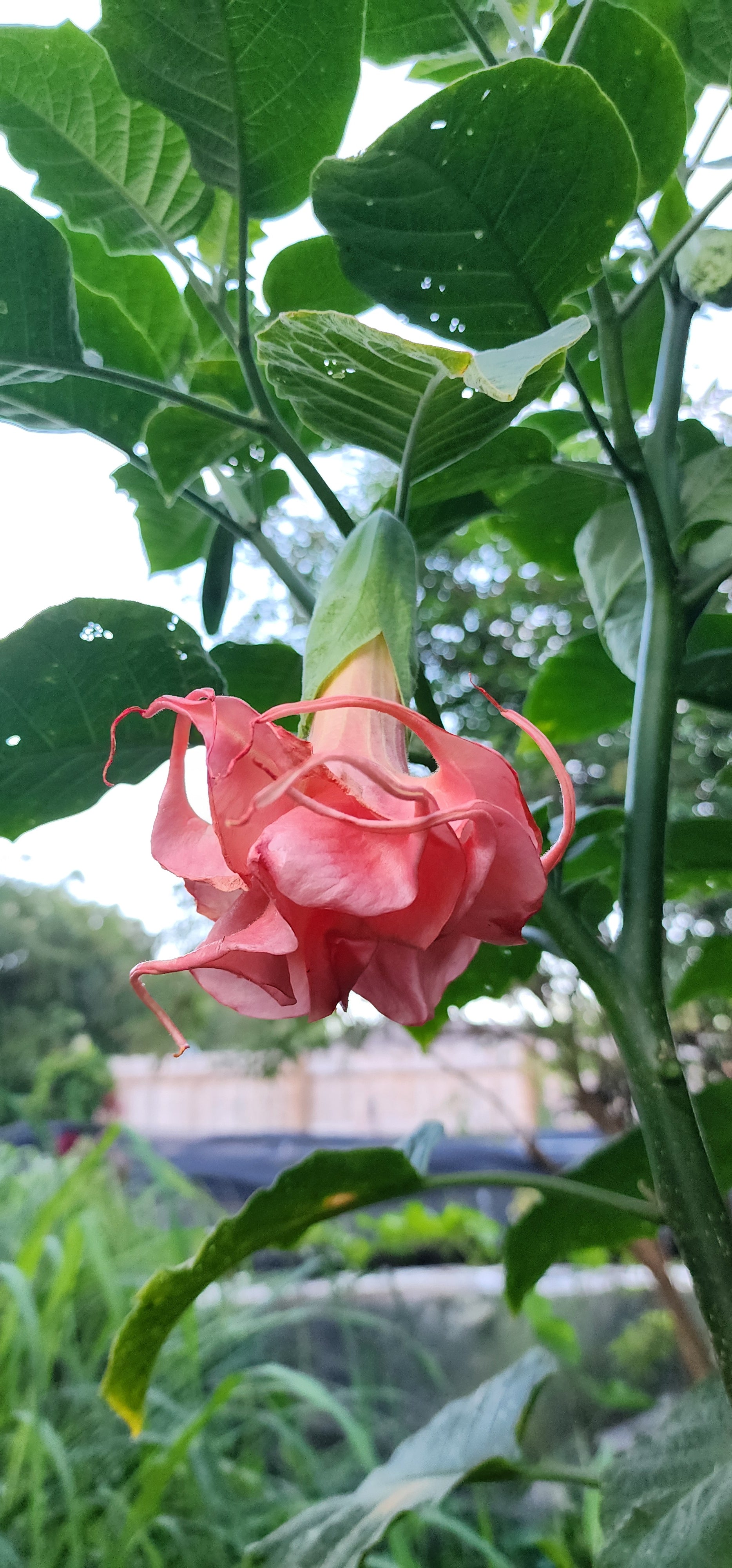 Angel's Trumpet "Mitzy's Kiss" - Live Plant
