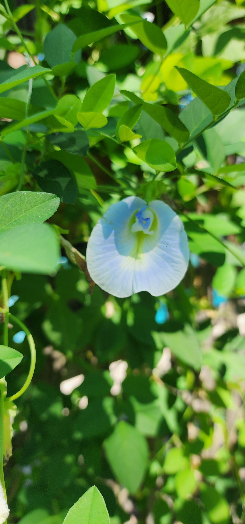 Butterfly Pea "Peak a Blue" - Live Plant