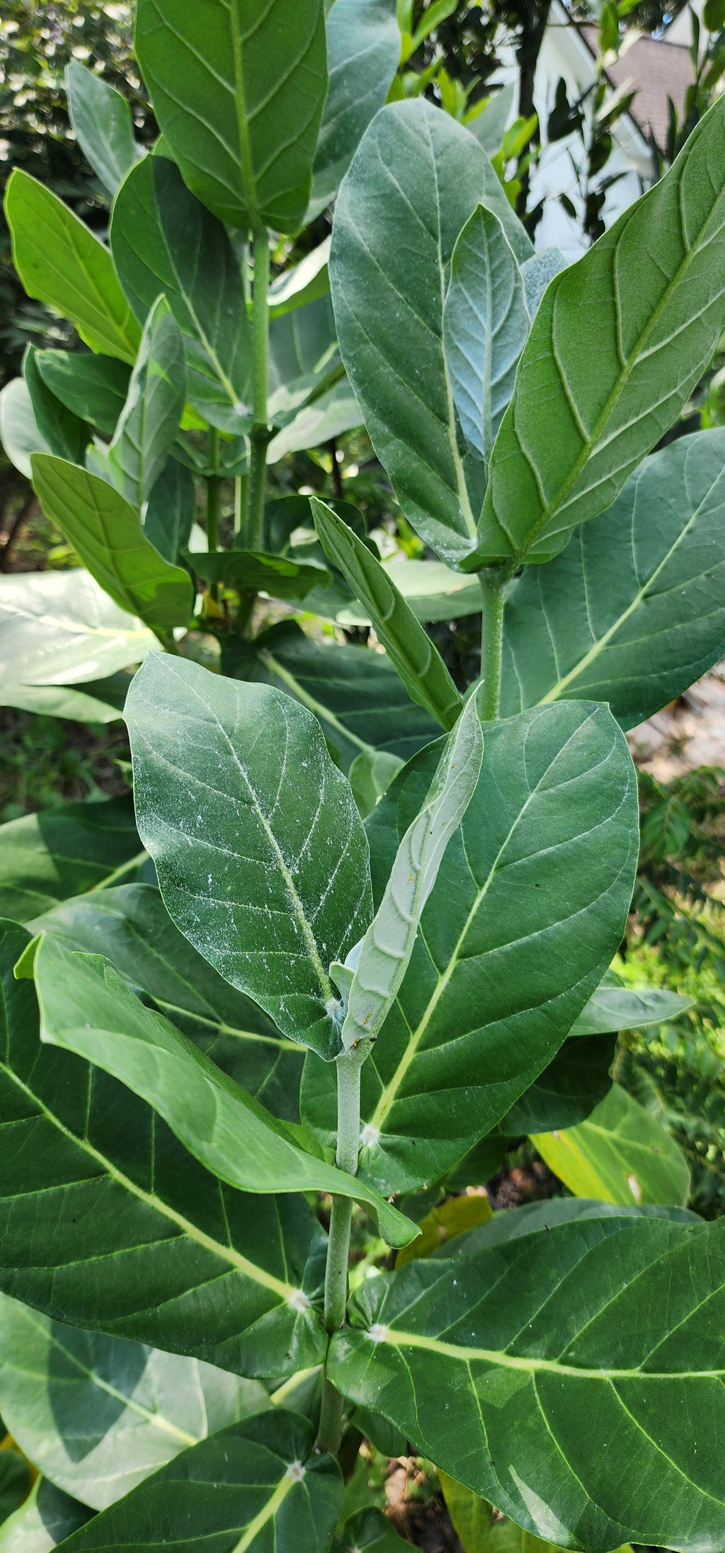 Giant Calotrope Milkweed - Live Plant