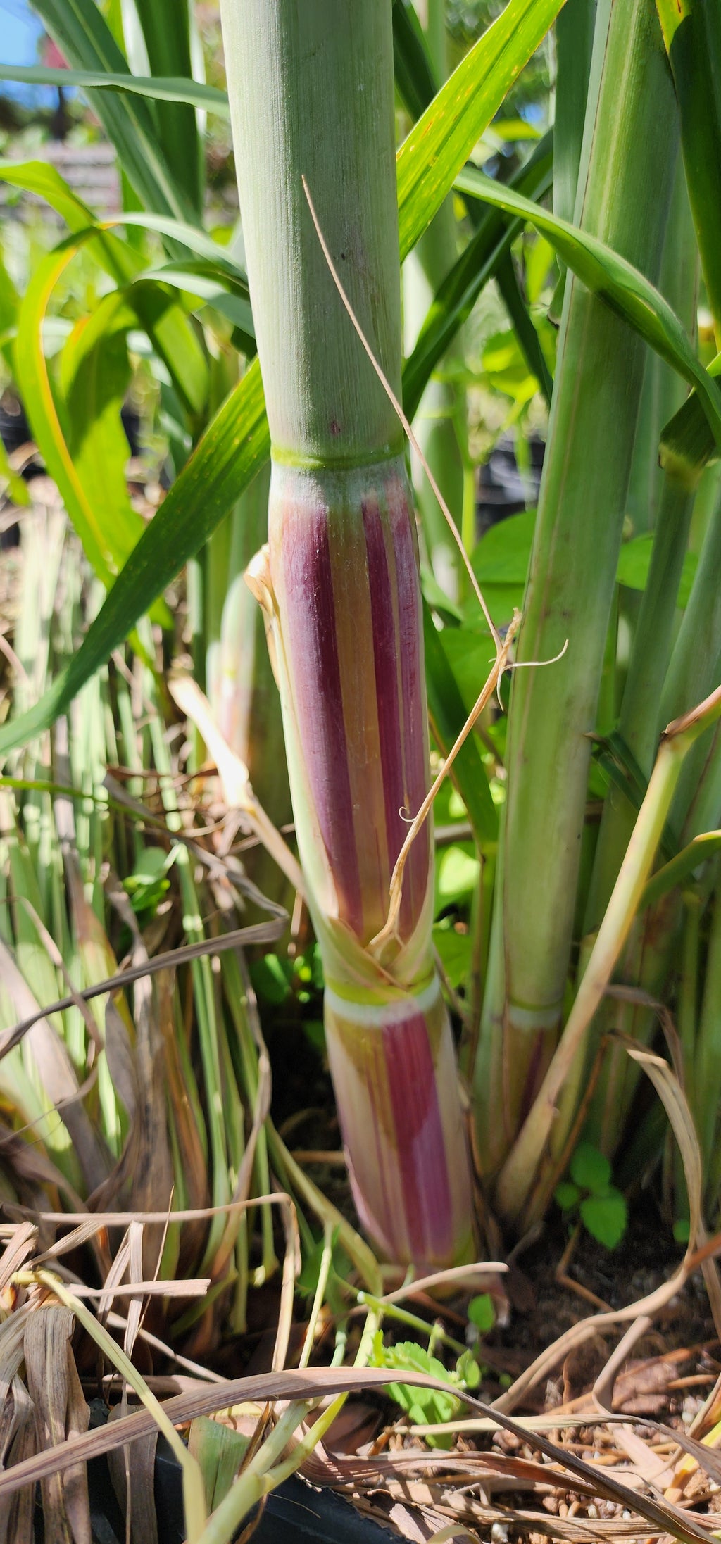 Sugarcane "Jamaican Striped" - Live Plant