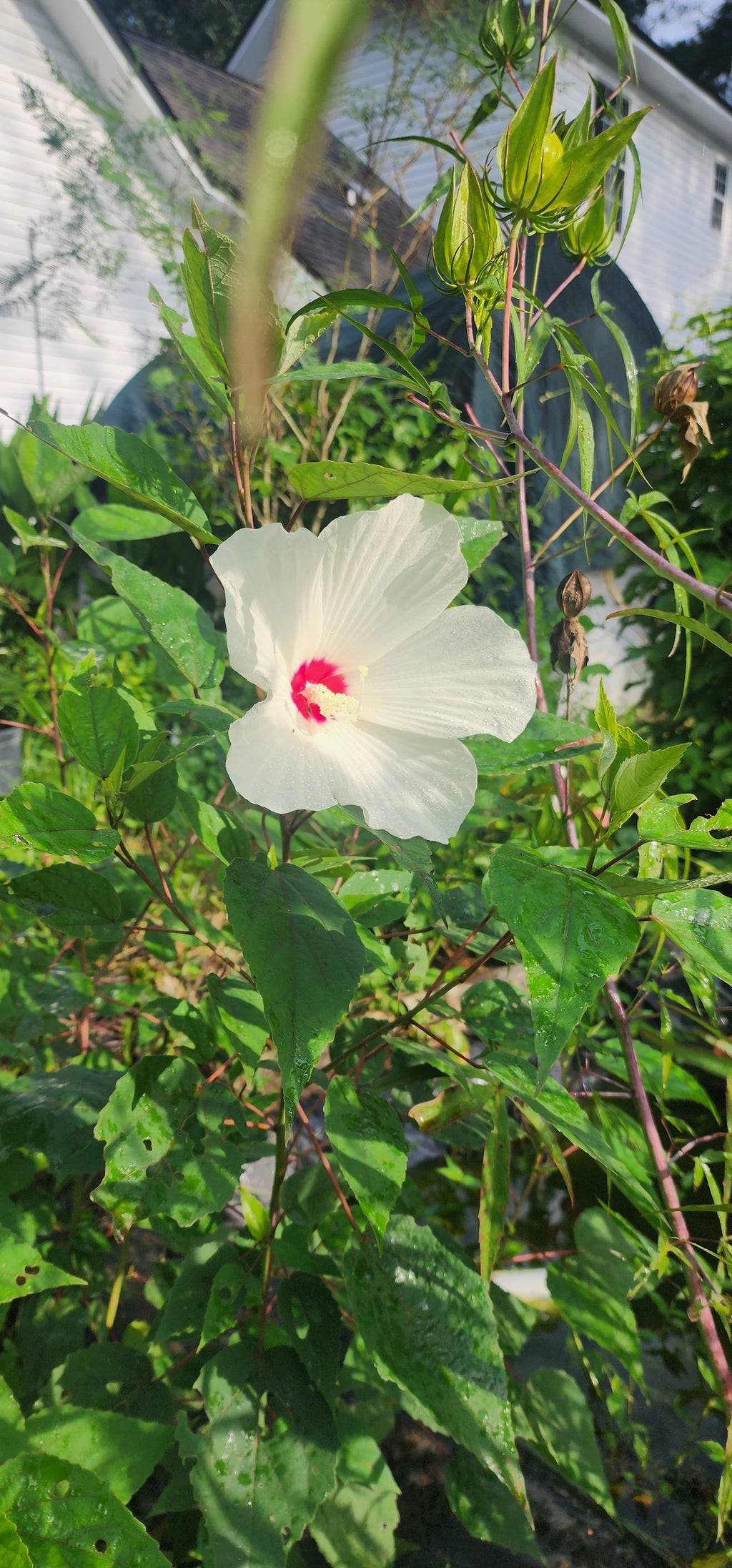 Hibiscus "White Swamp" - Live Plant