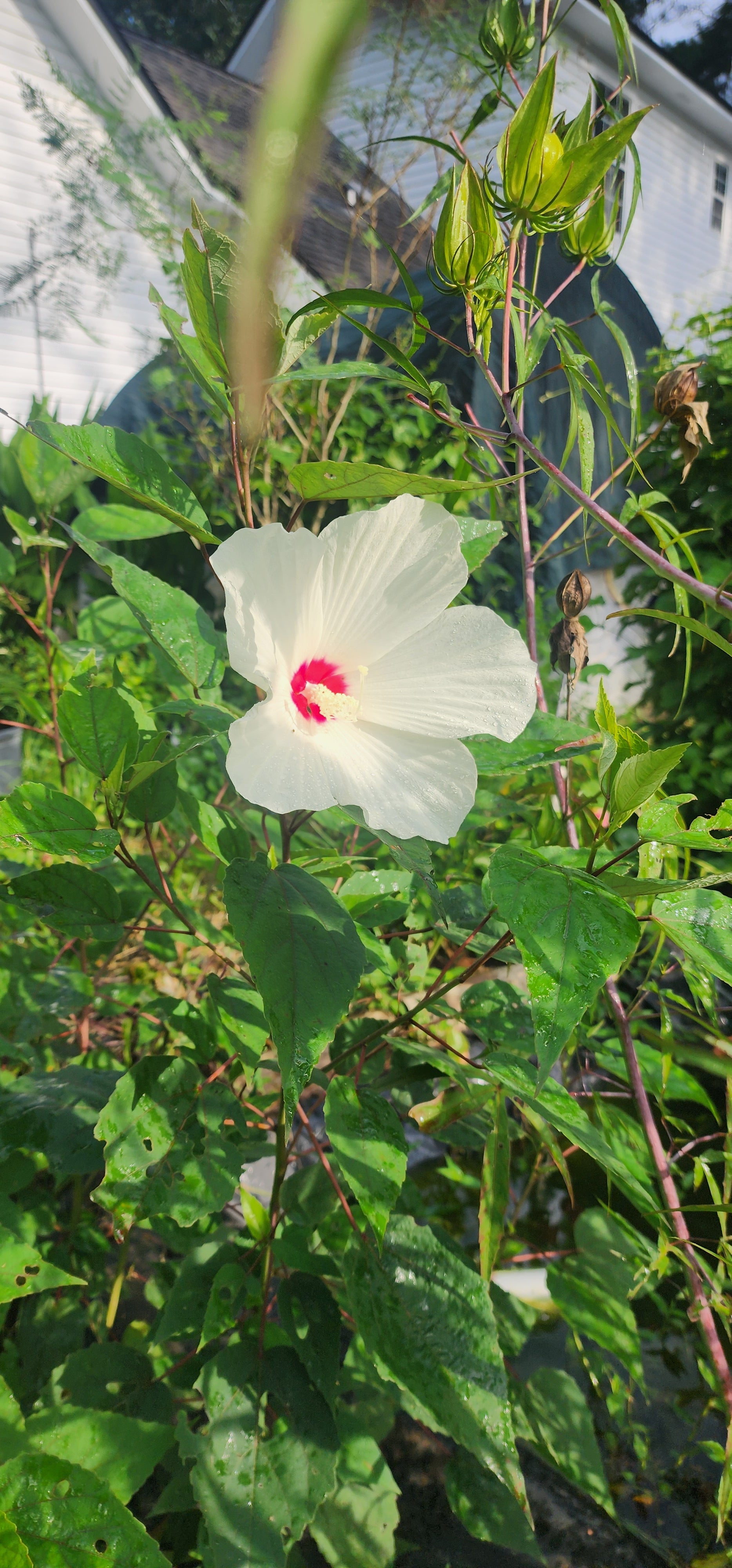 Hibiscus "White Swamp" - Live Plant