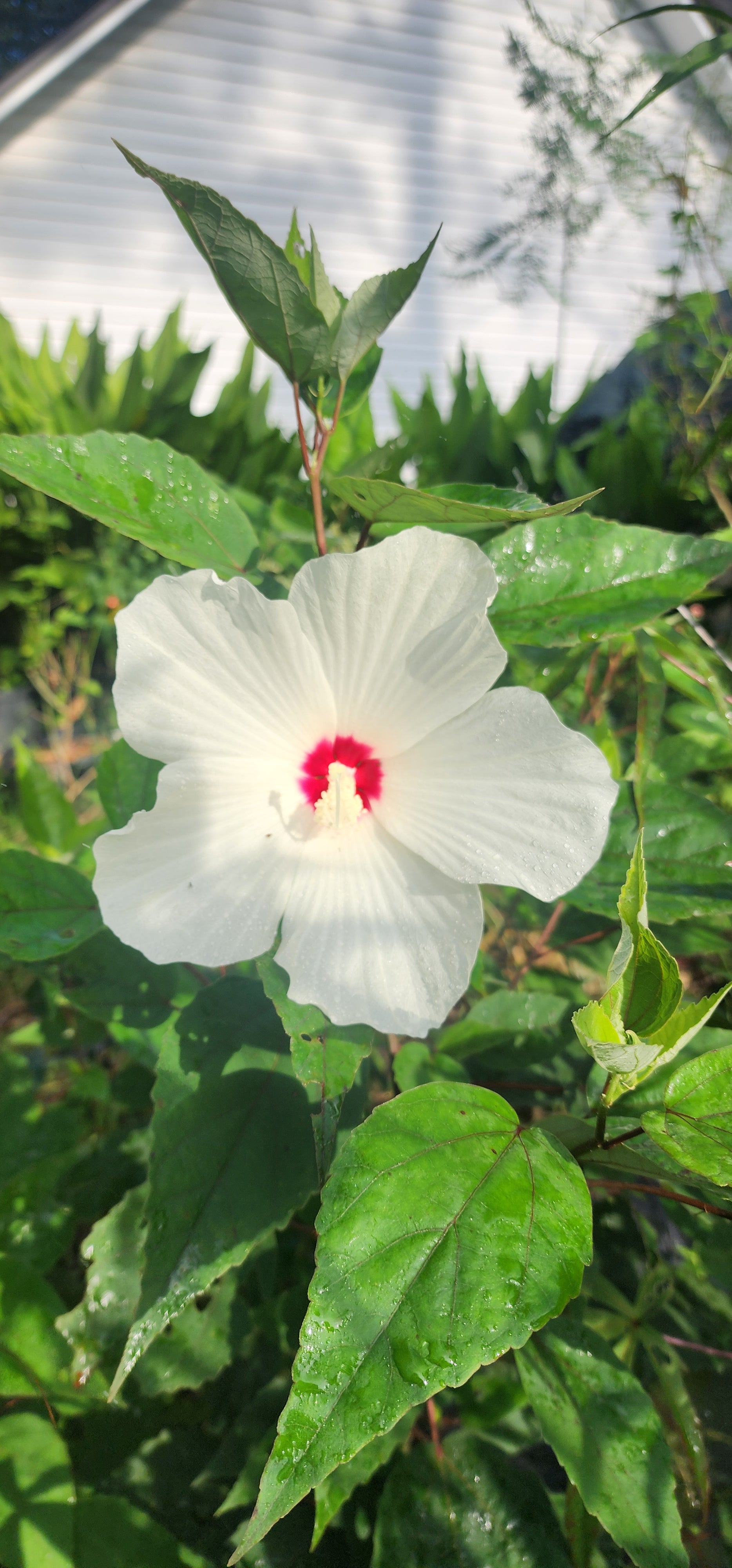Hibiscus "White Swamp" - Live Plant