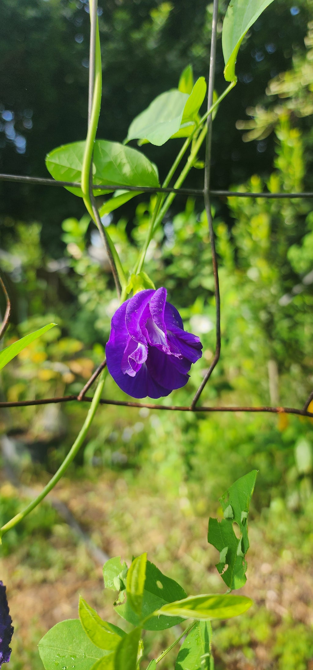 Butterfly Pea "Double Blue" - Live Plant