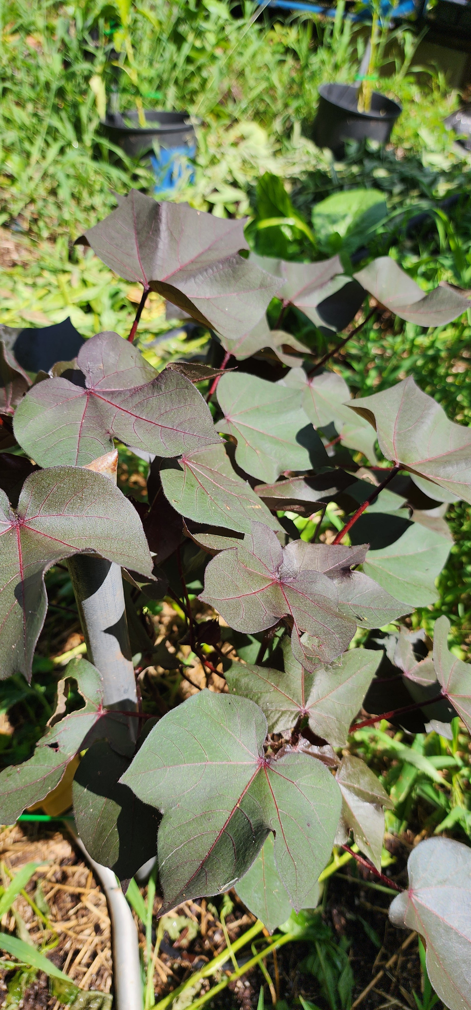 Cotton "Black" - Live Plant