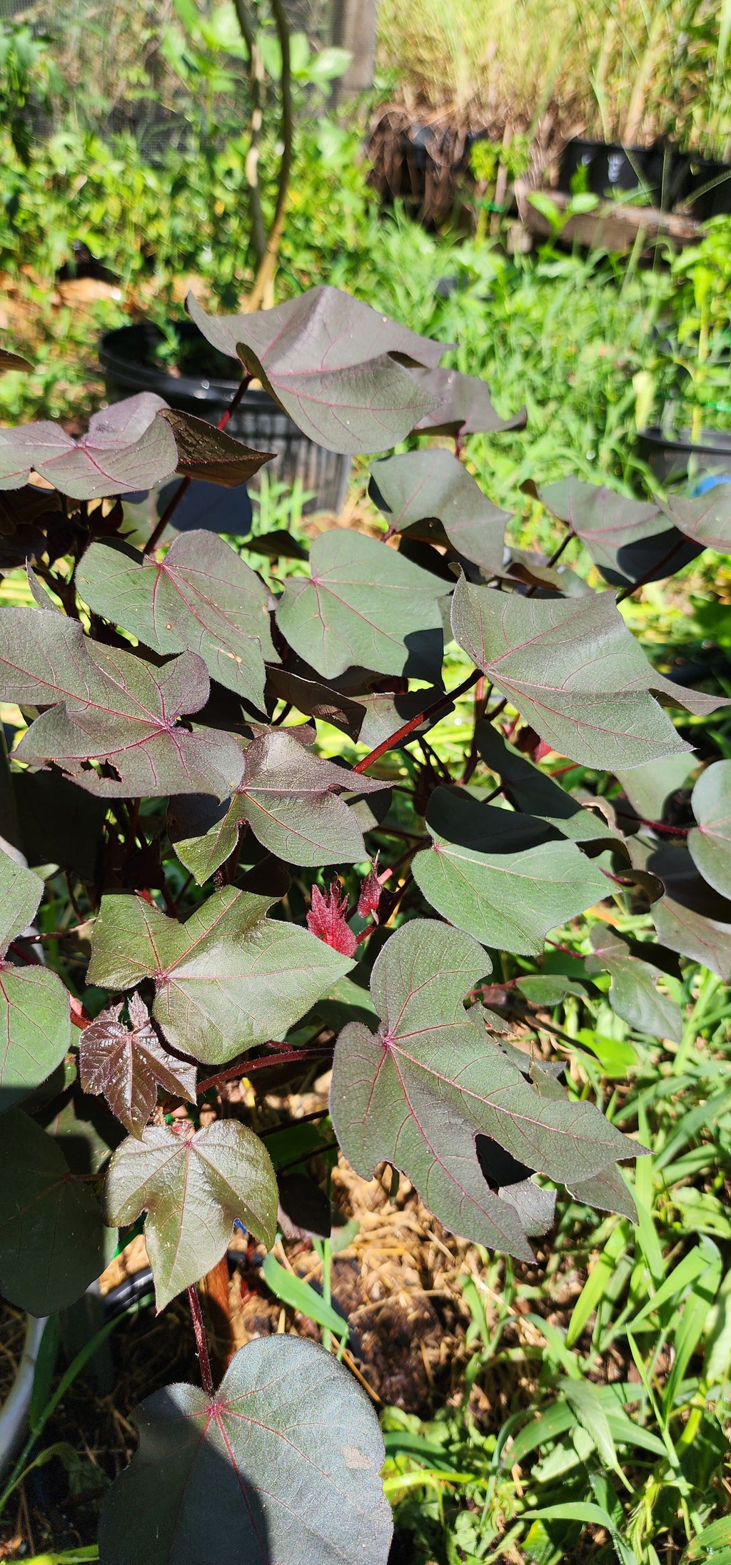 Cotton "Black" - Live Plant