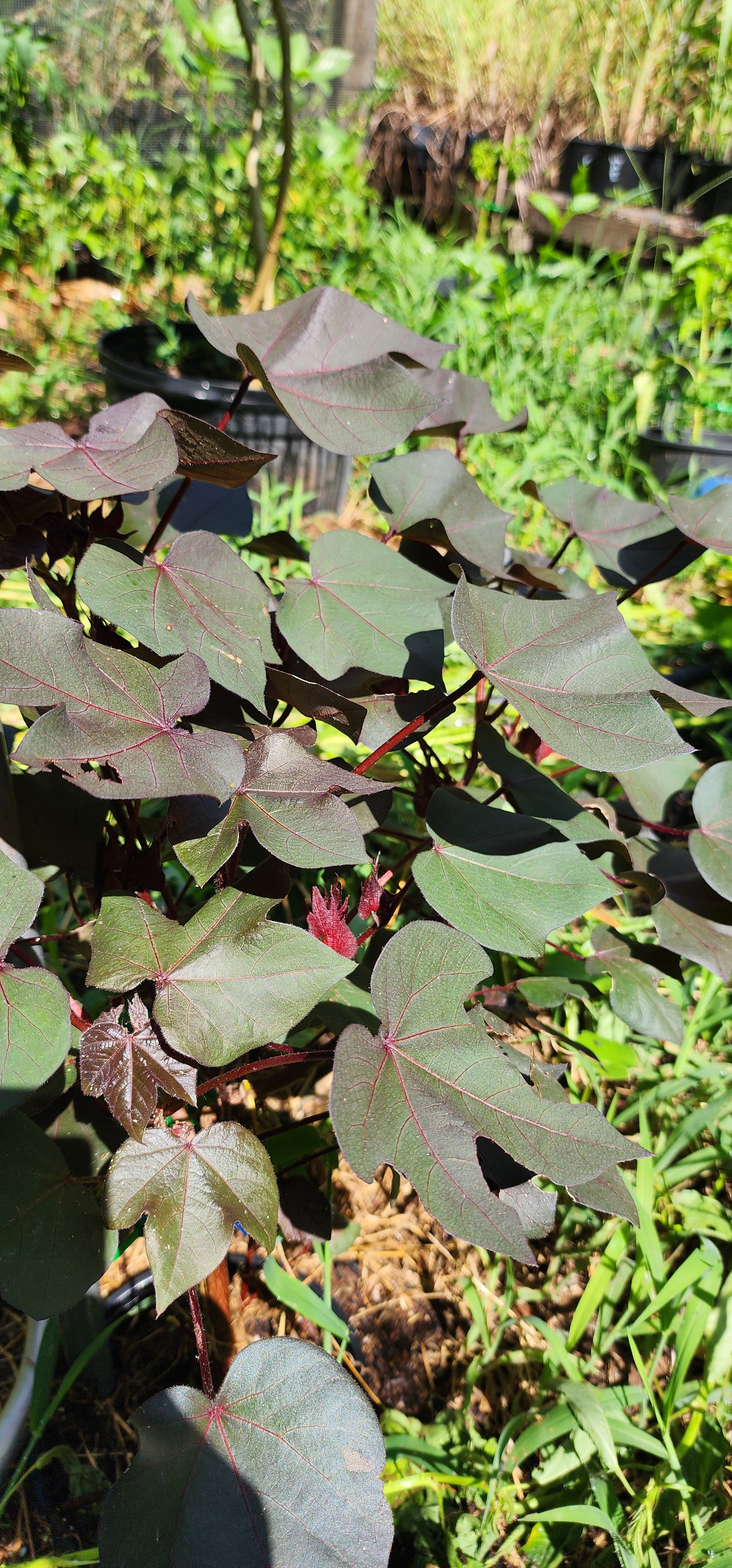 Cotton "Black" - Live Plant