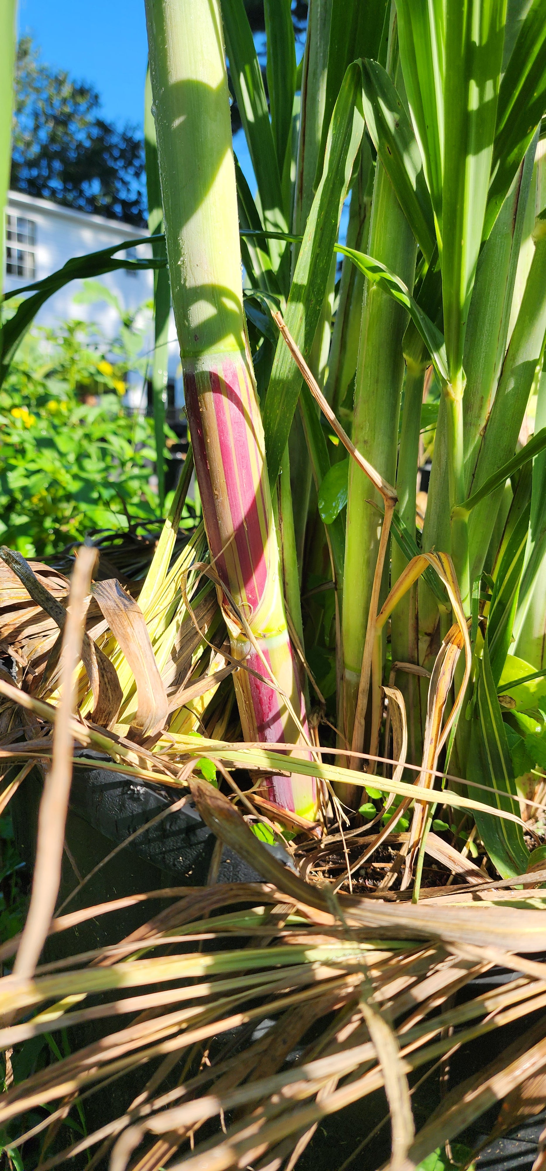 Sugarcane "Jamaican Striped" - Live Plant